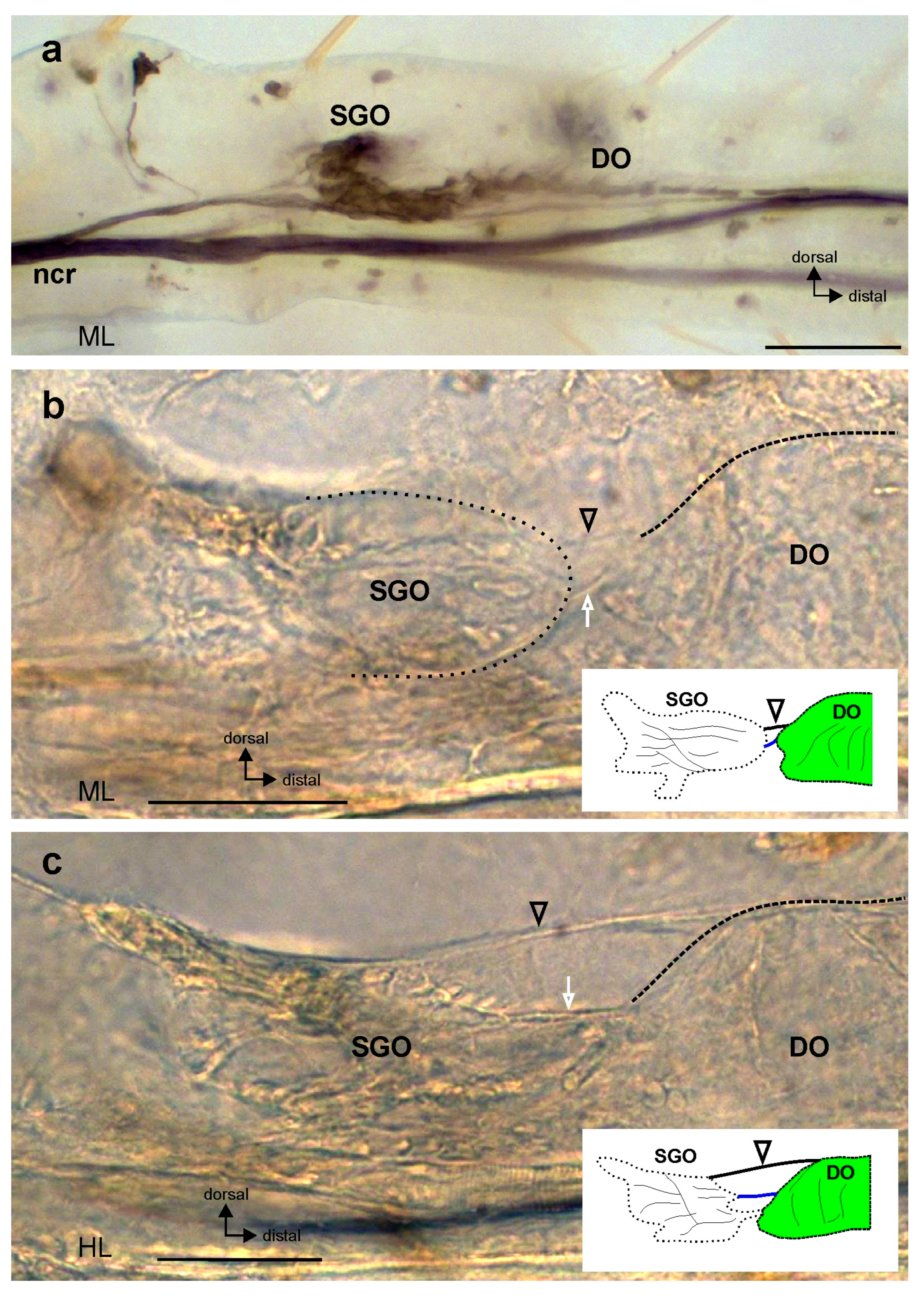 Insects 15 00392 g003