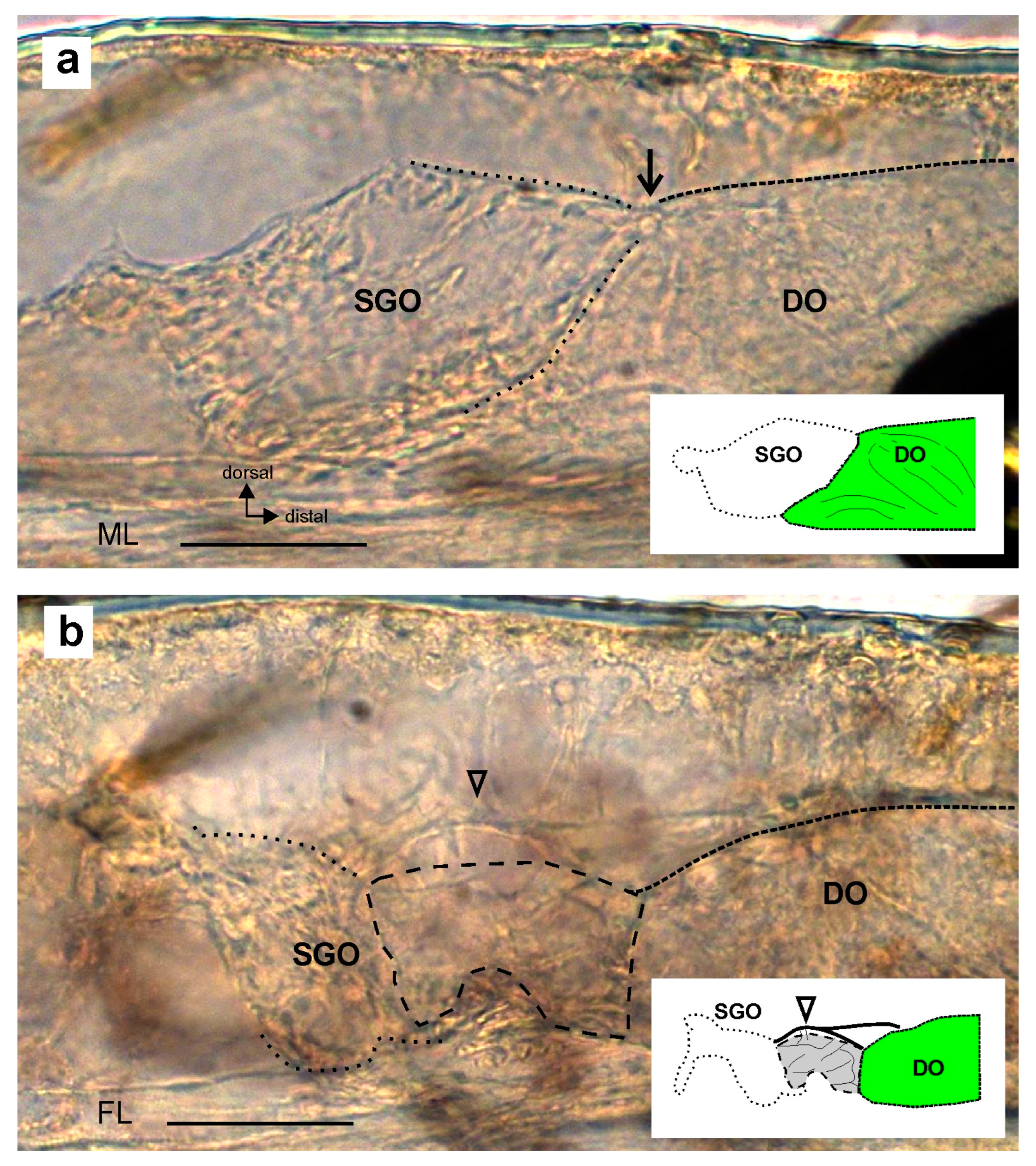 Insects 15 00392 g004