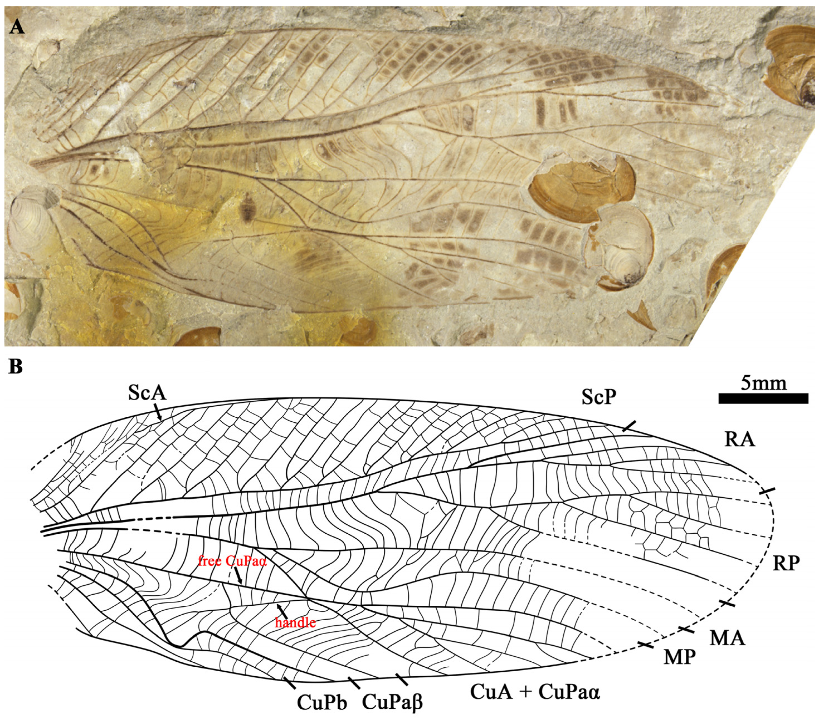 Insects 15 00396 g002