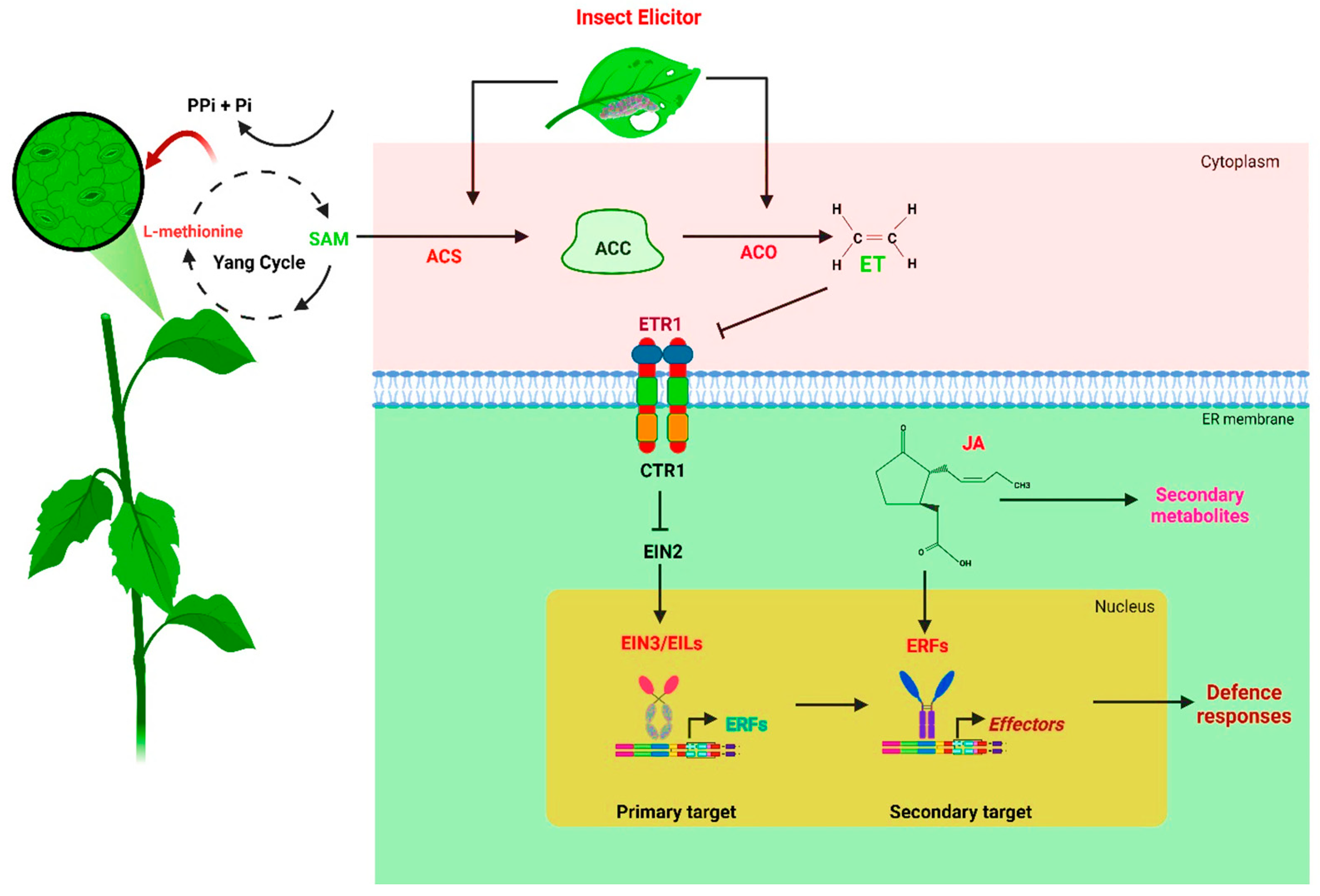 Insects 15 00404 g002