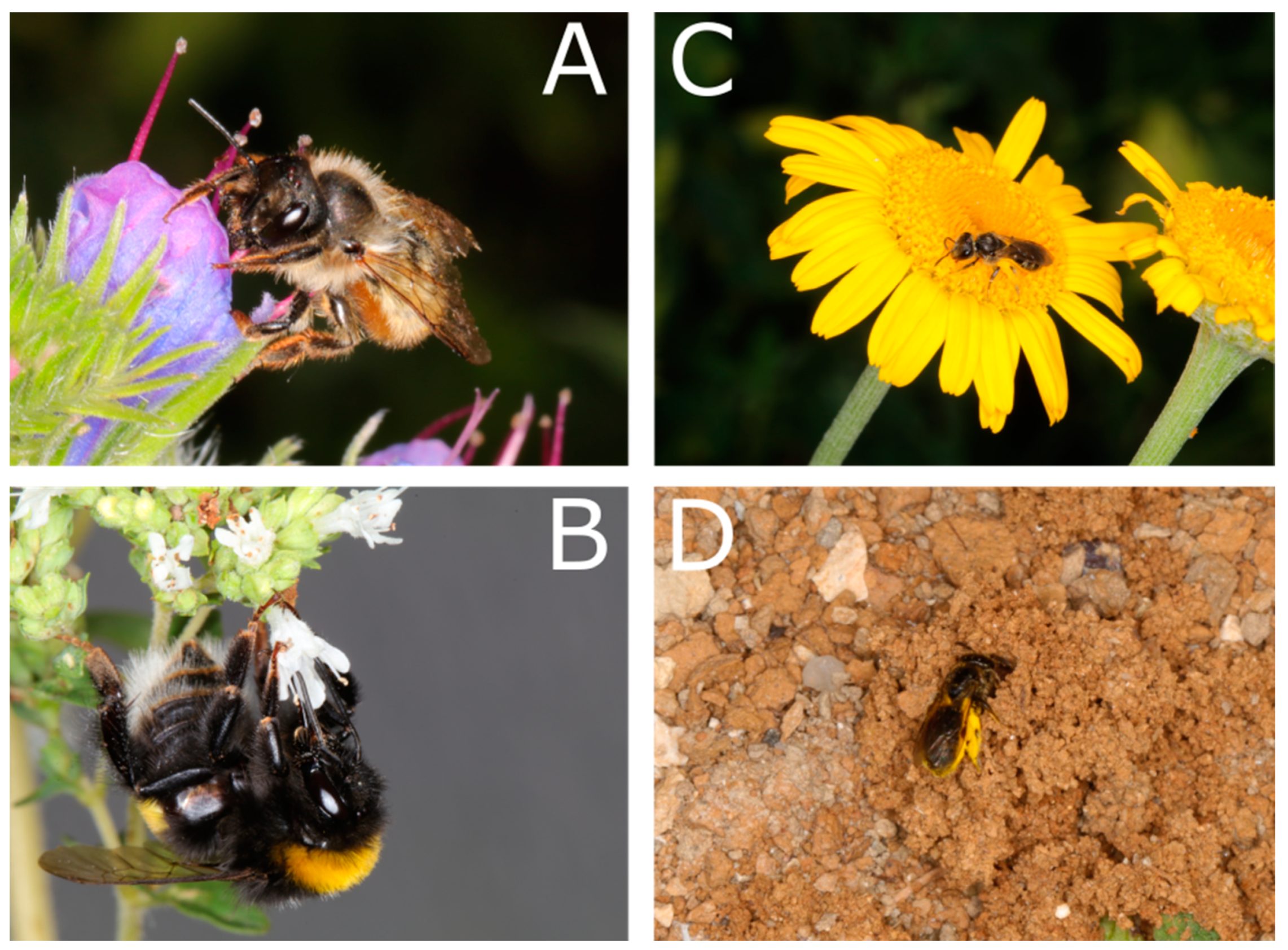 Insects 15 00427 g001