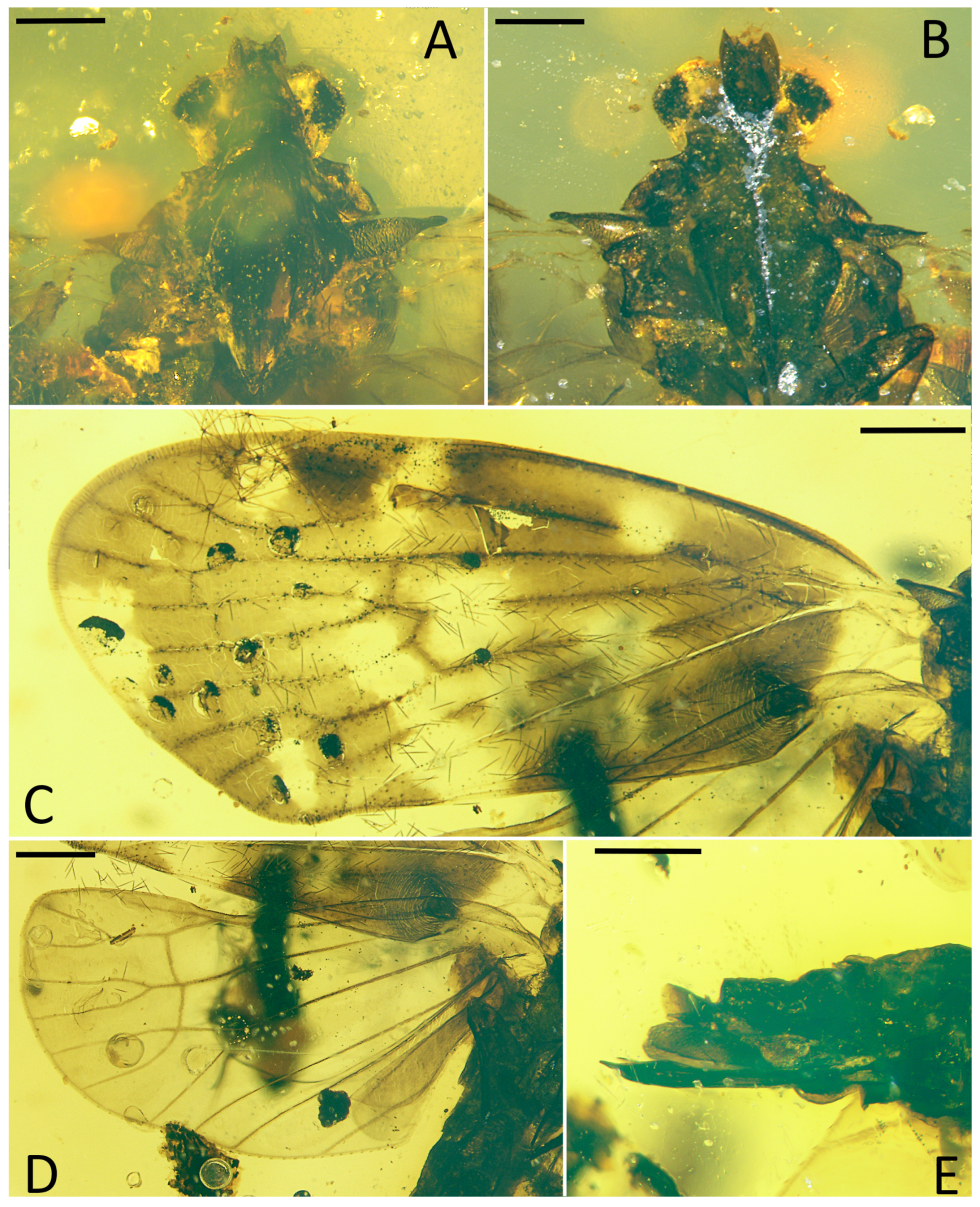 Insects 15 00439 g002