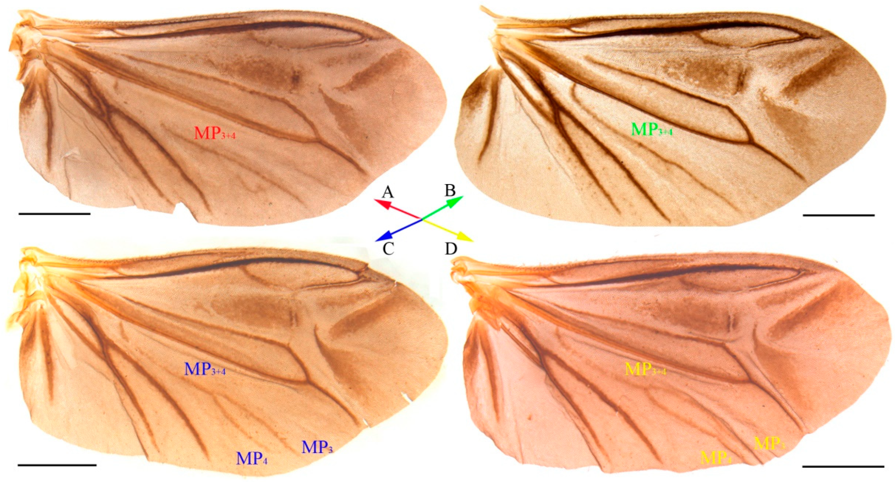 Insects 15 00464 g001