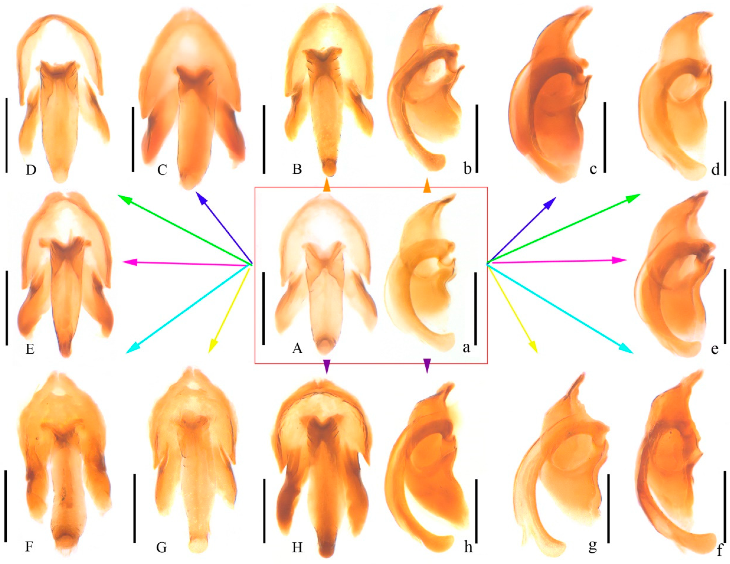 Insects 15 00464 g002