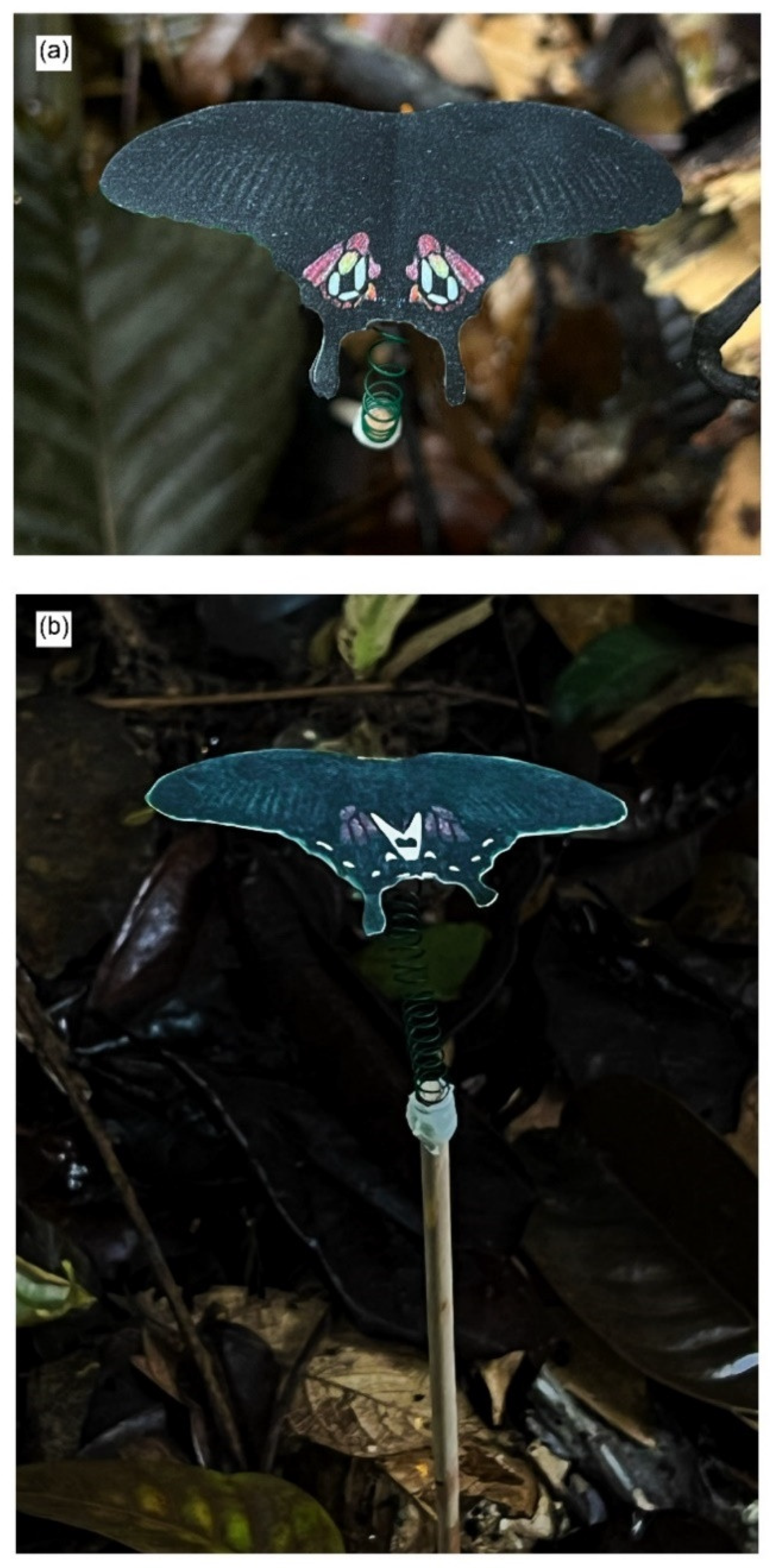 Insects 15 00465 g003