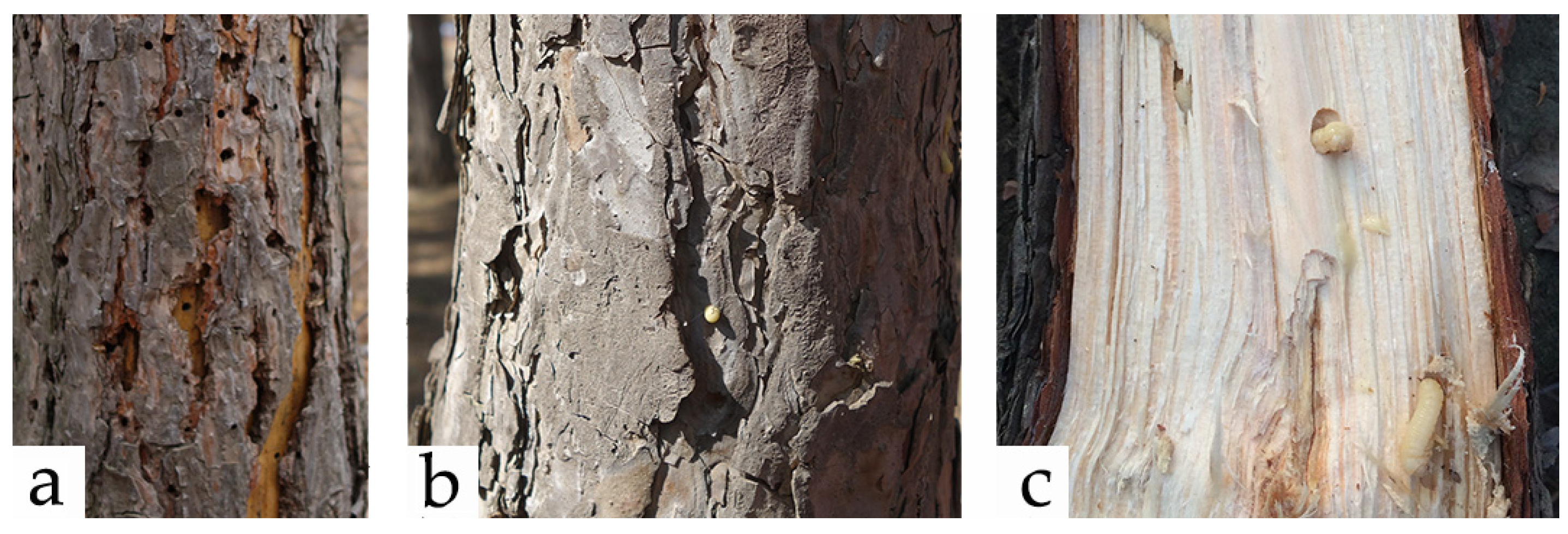 Insects 15 00478 g001