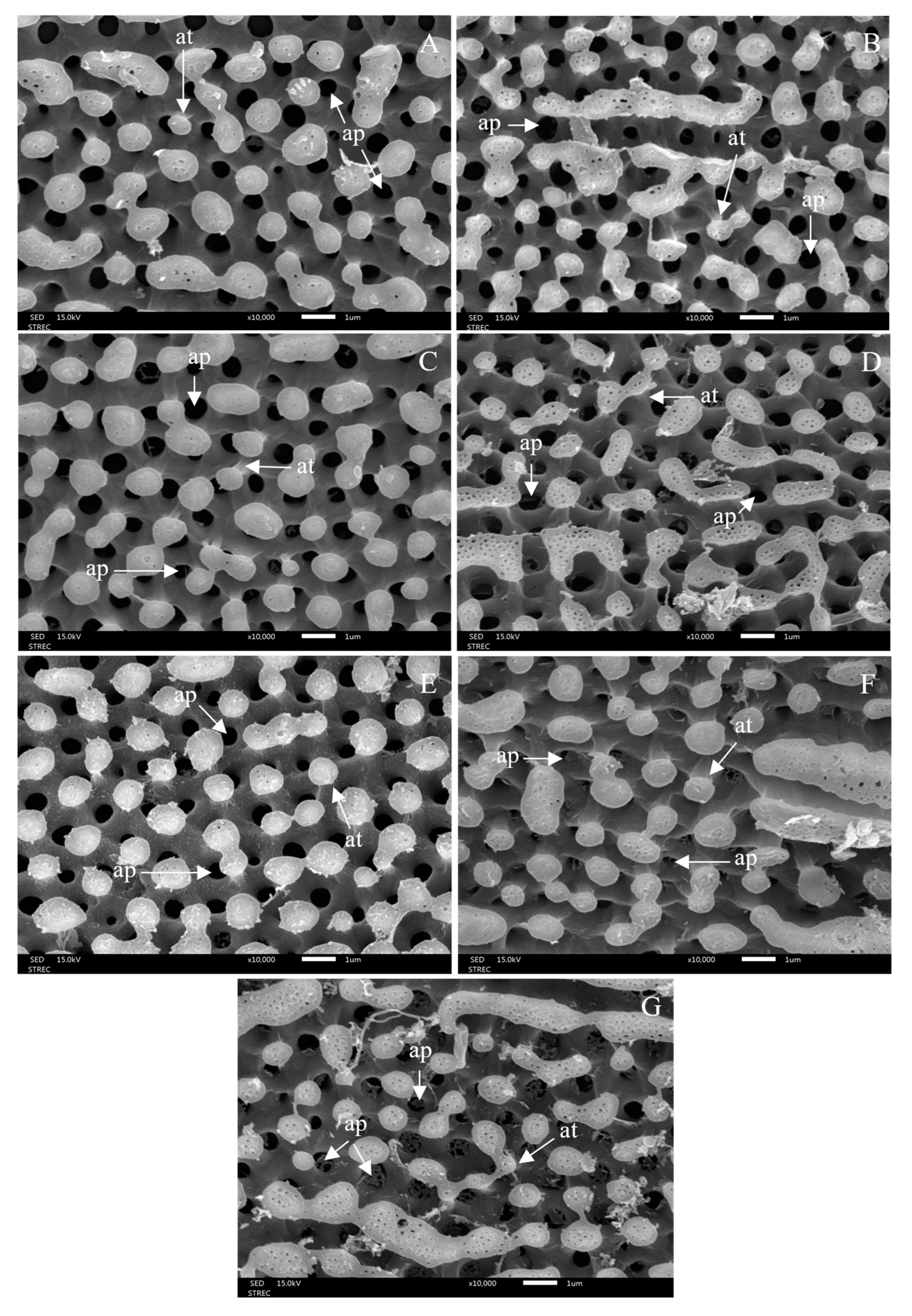 Insects 15 00481 g010