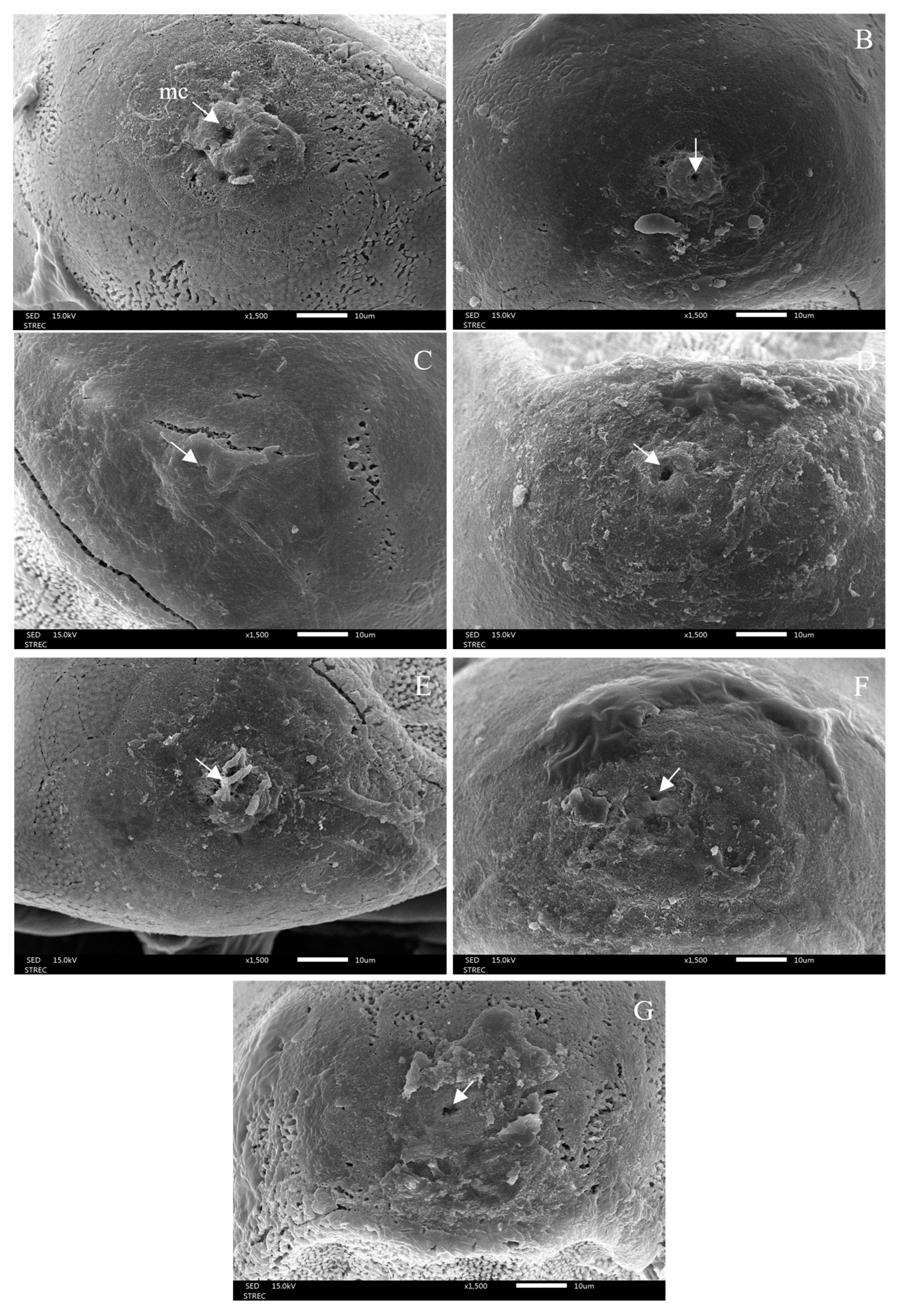 Insects 15 00481 g011