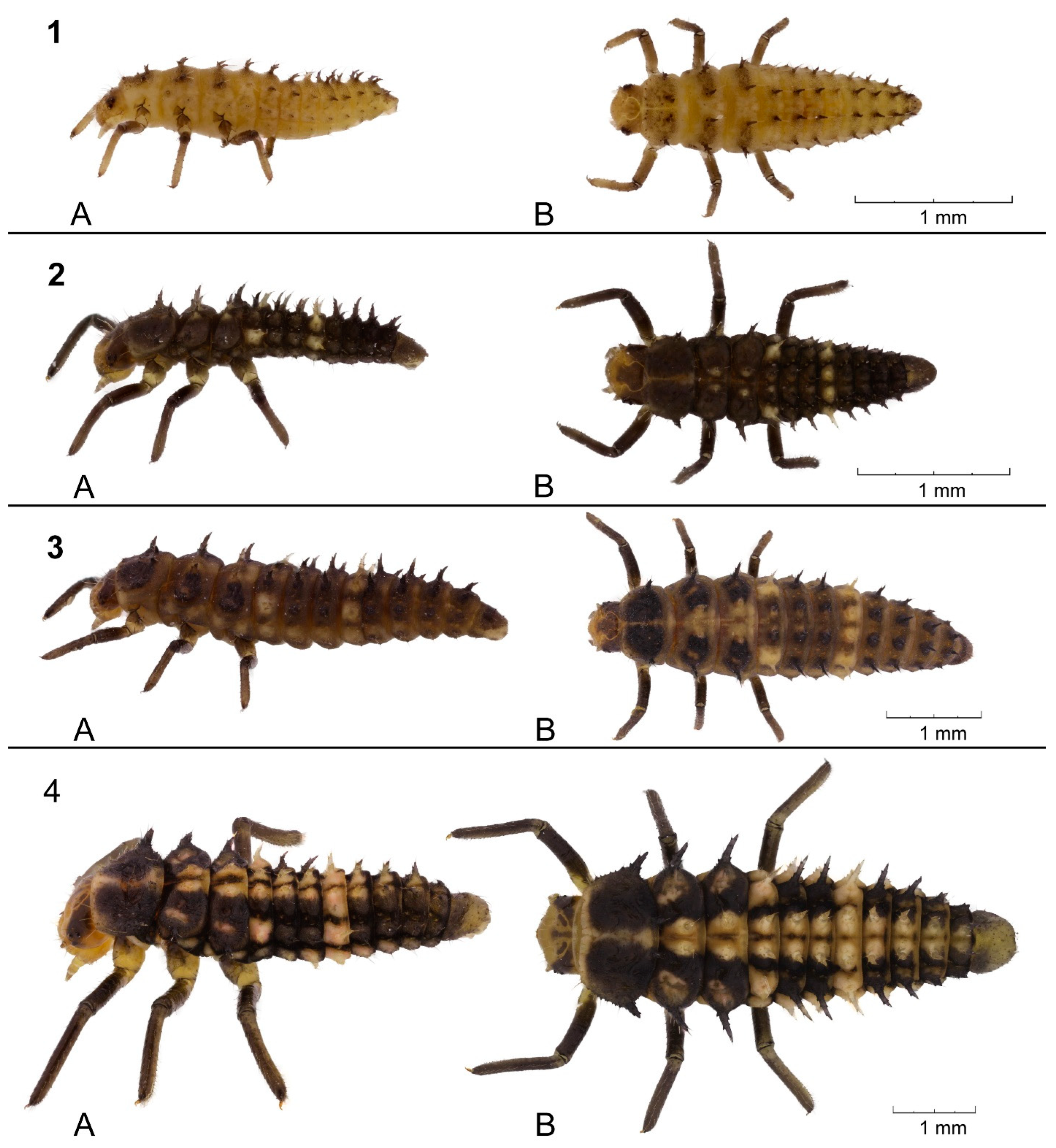 Insects 15 00484 g001 Insects 15 00484 g001