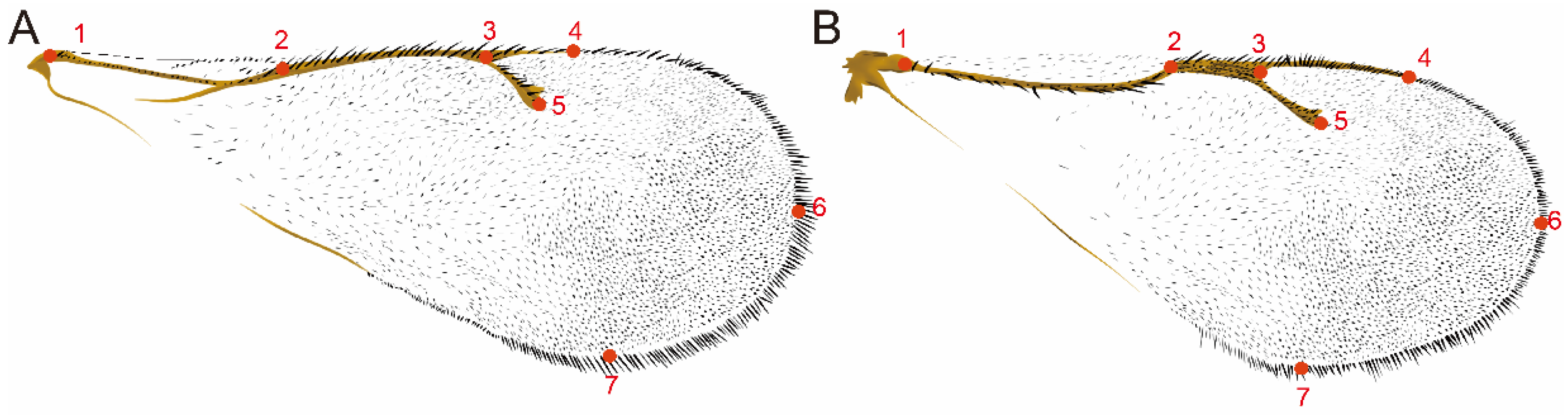 Insects 15 00497 g001