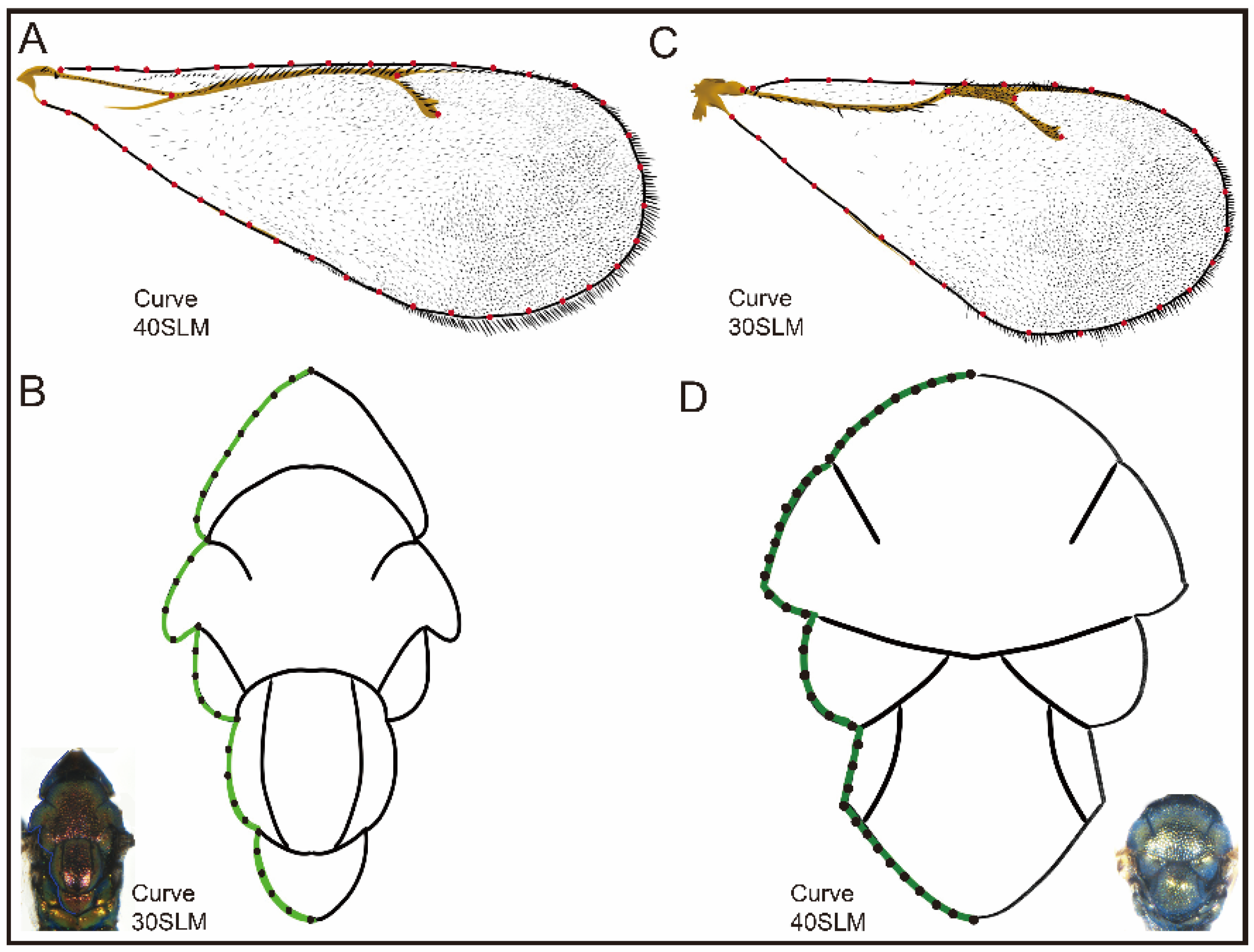 Insects 15 00497 g002