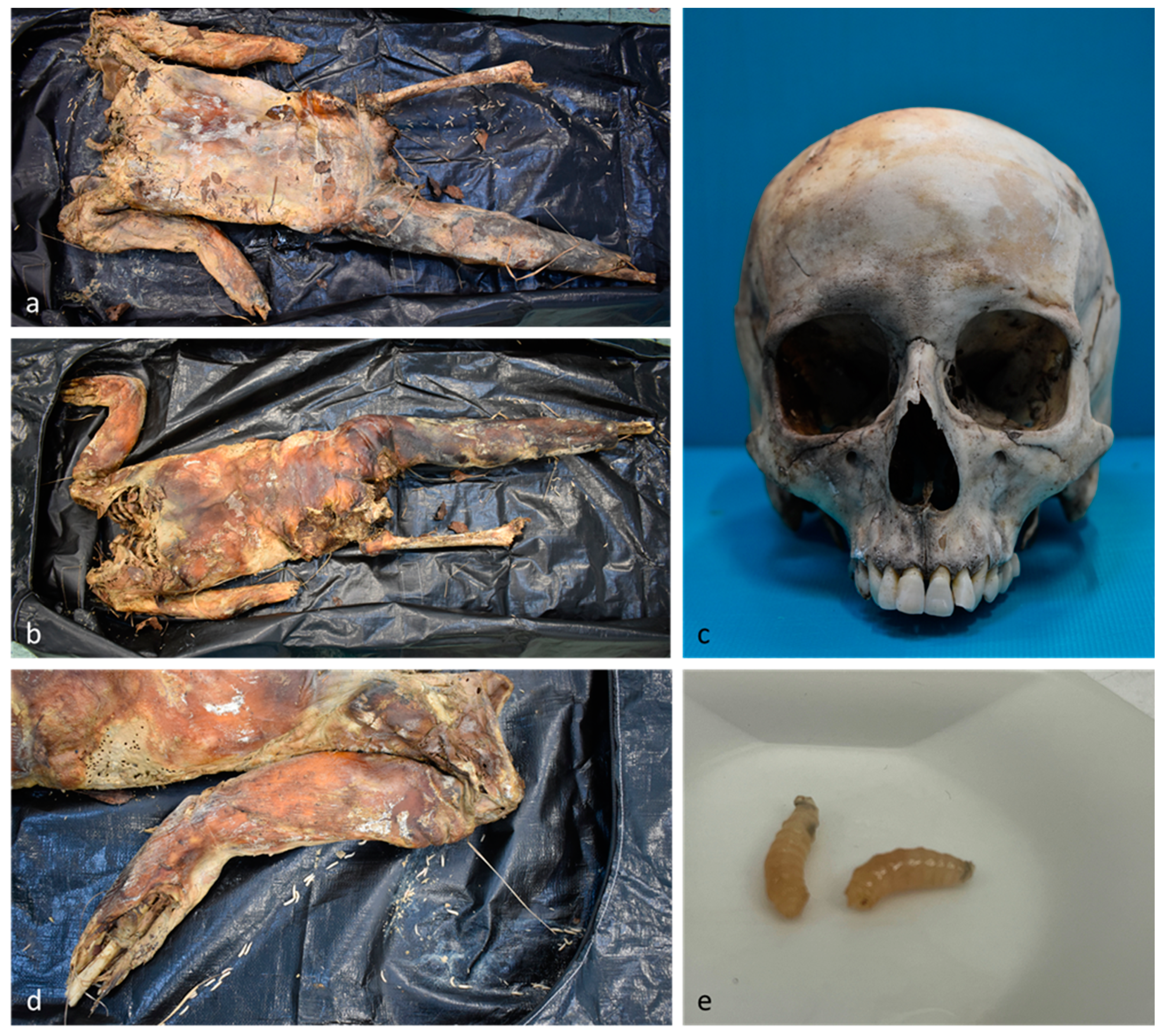 Insects 15 00500 g004