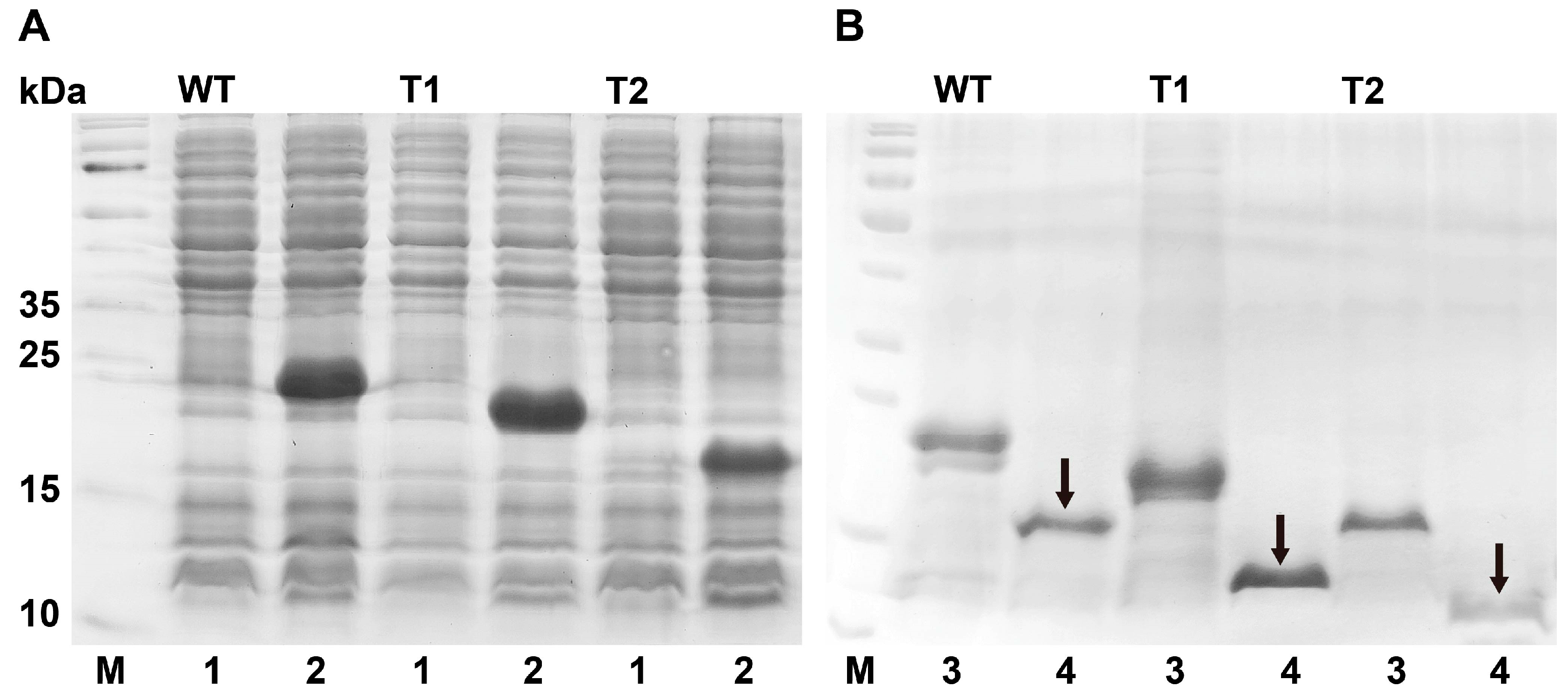 Insects 15 00501 g003