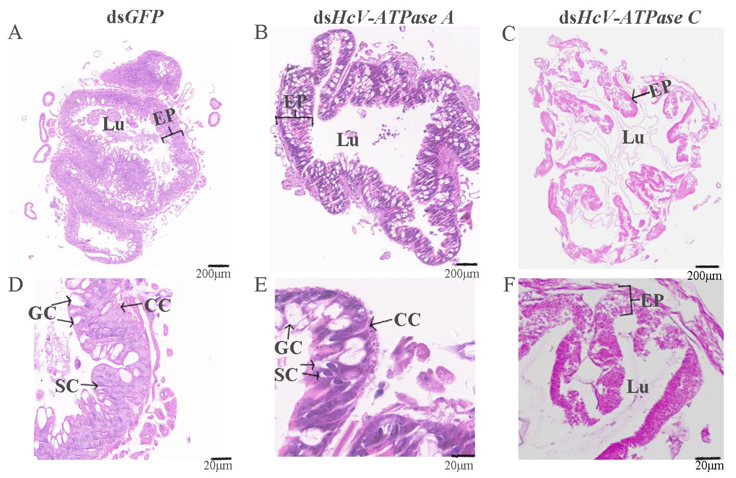 Insects 15 00515 g005