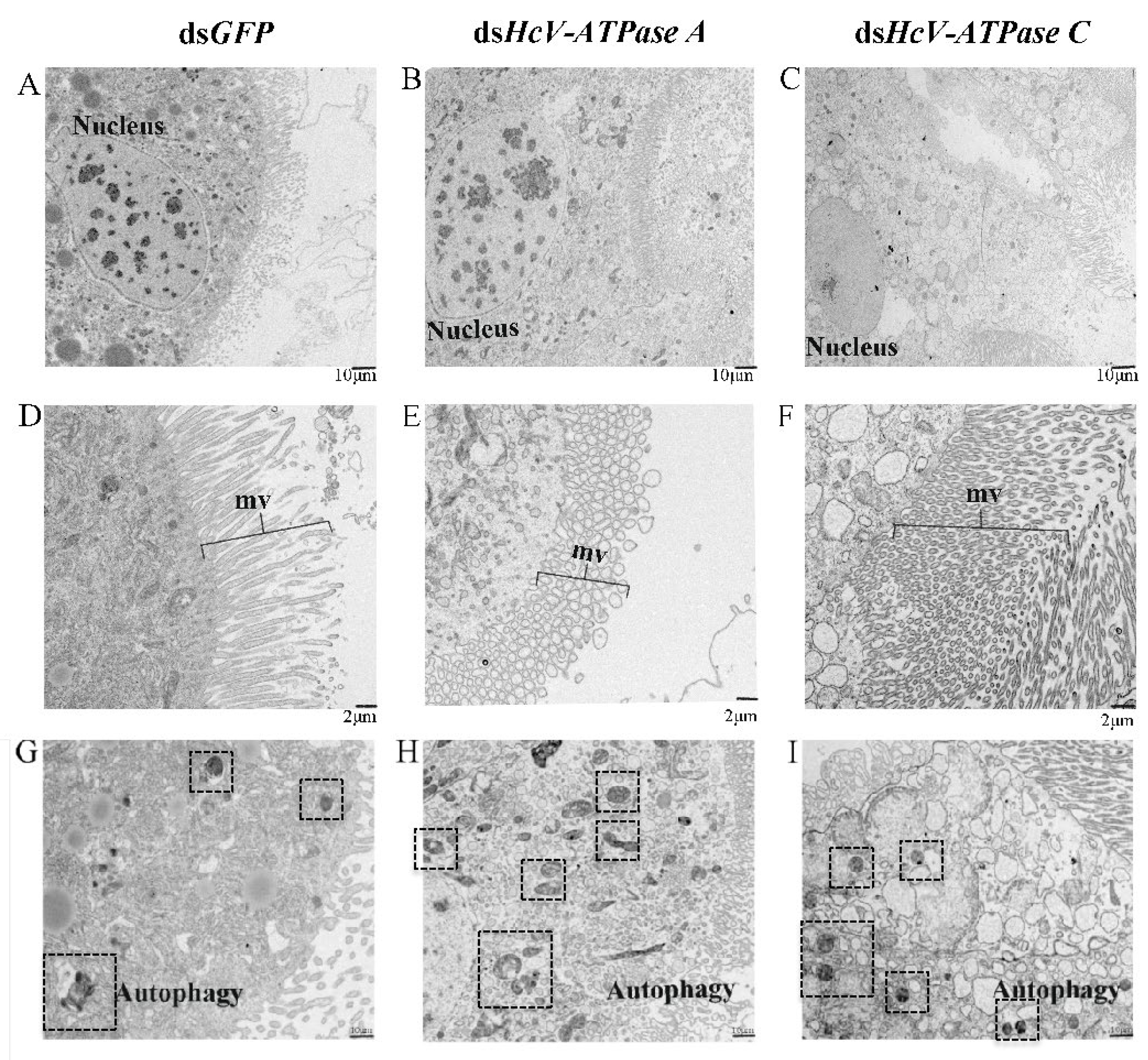 Insects 15 00515 g006