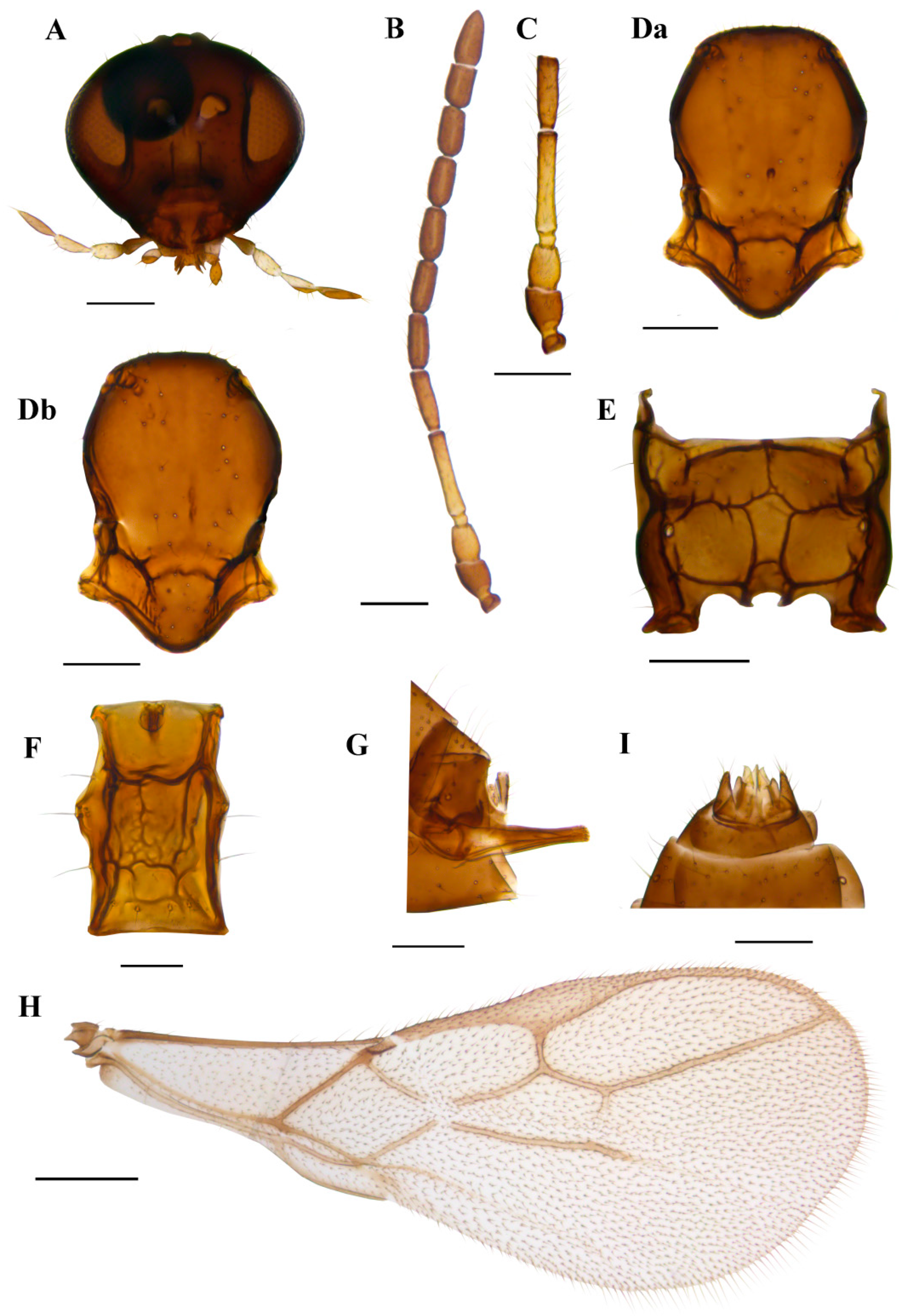 Insects 15 00518 g008