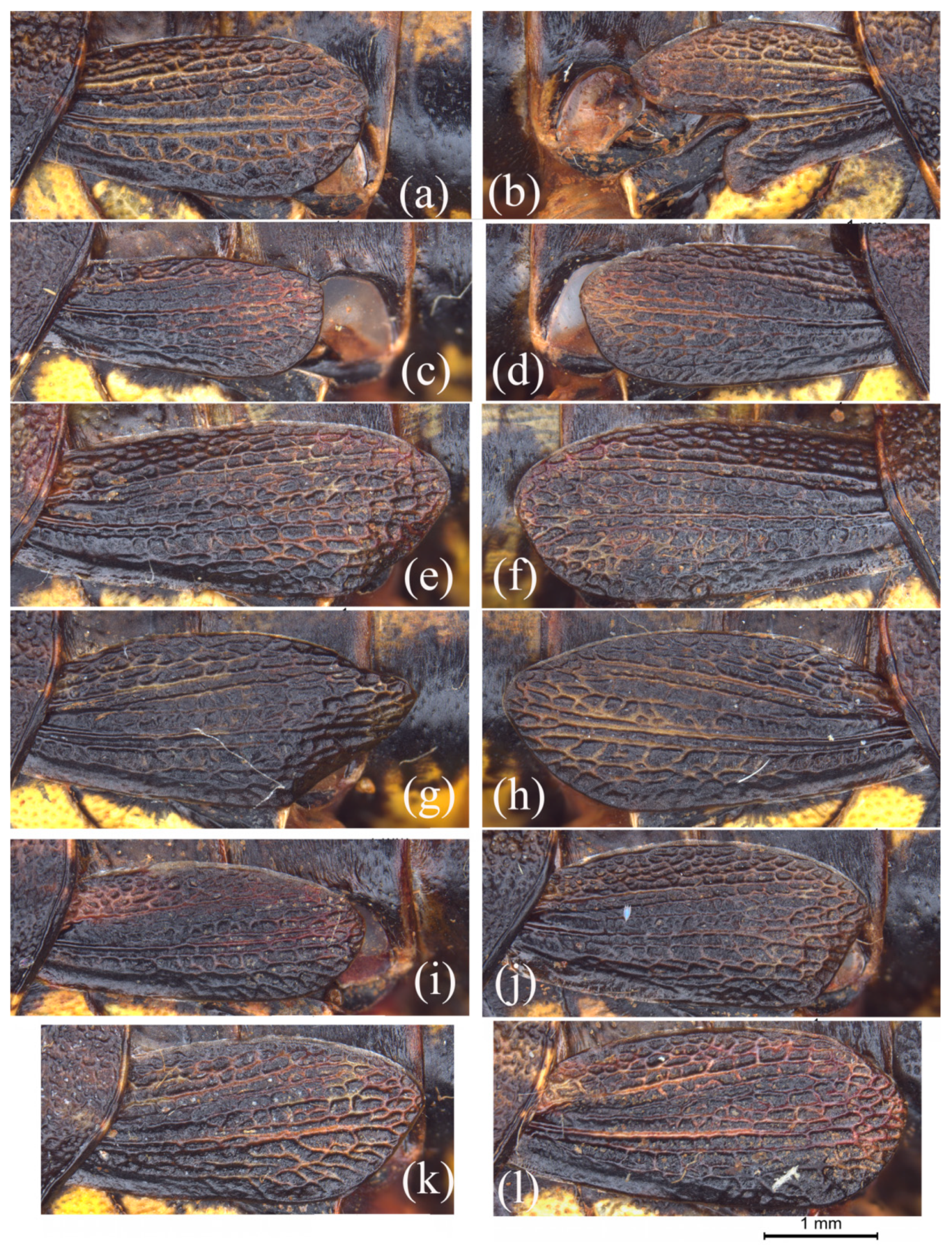 Insects 15 00526 g001