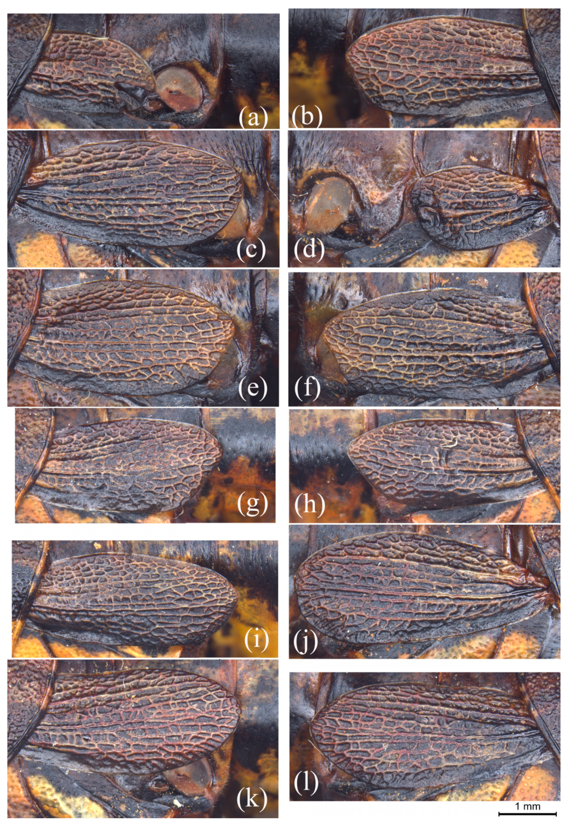 Insects 15 00526 g002