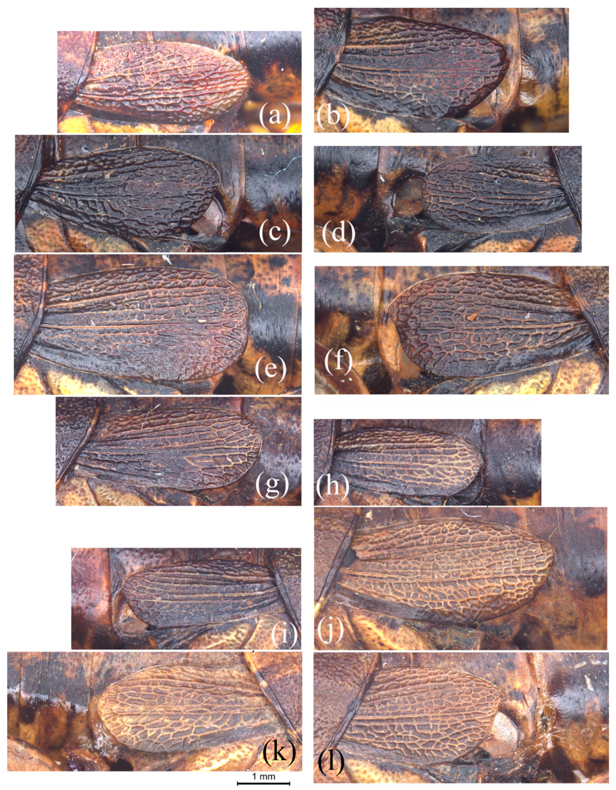 Insects 15 00526 g003