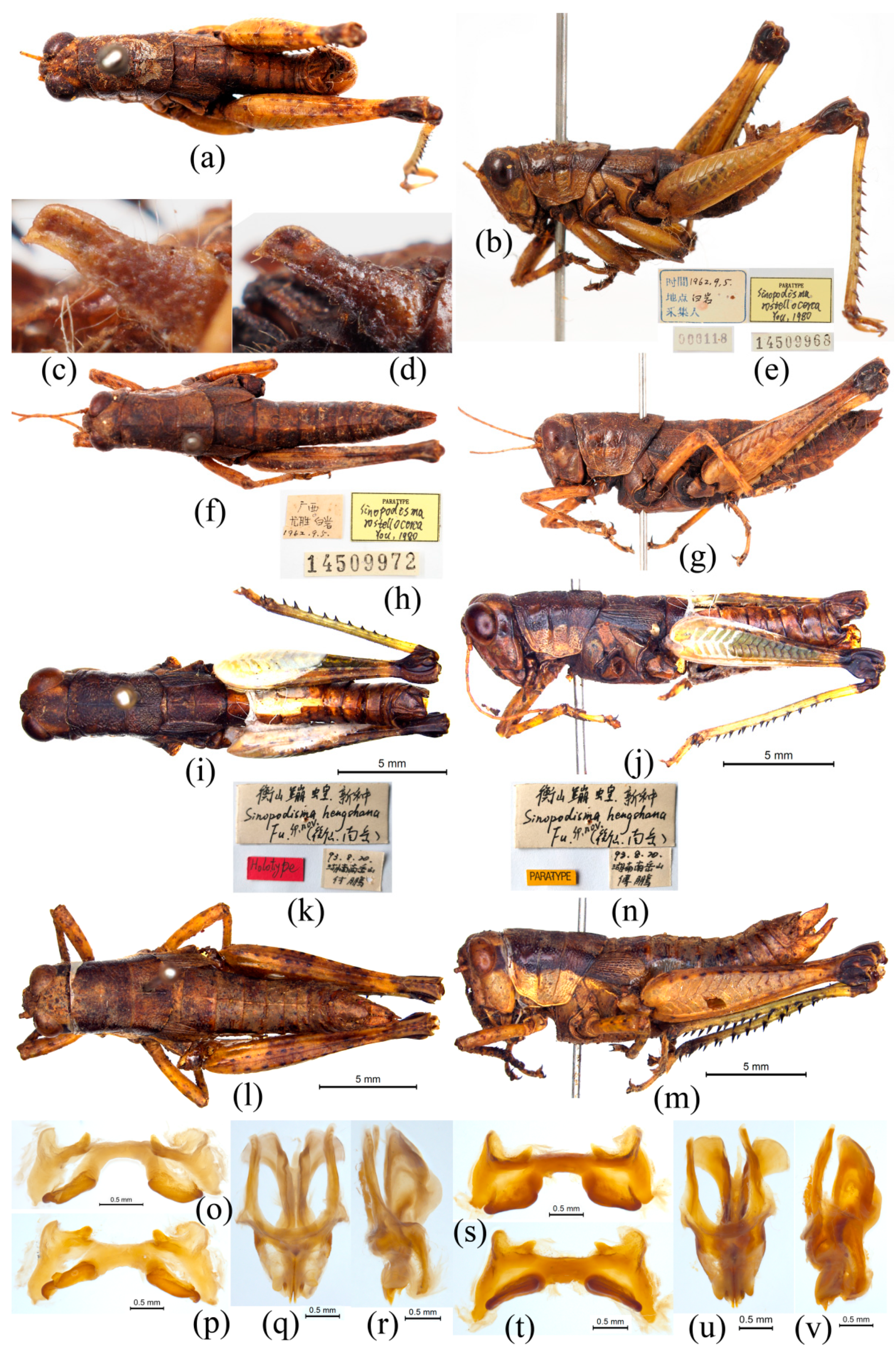 Insects 15 00526 g006