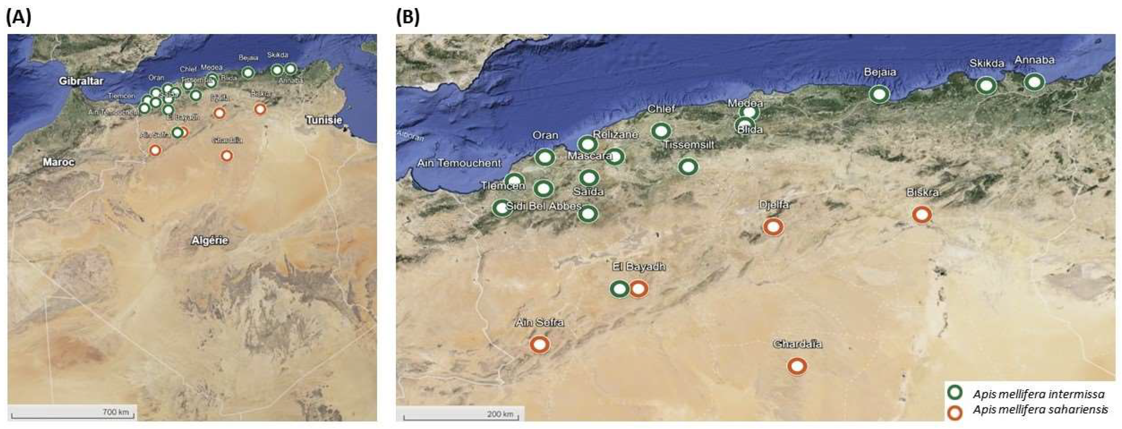 Insects 15 00549 g001