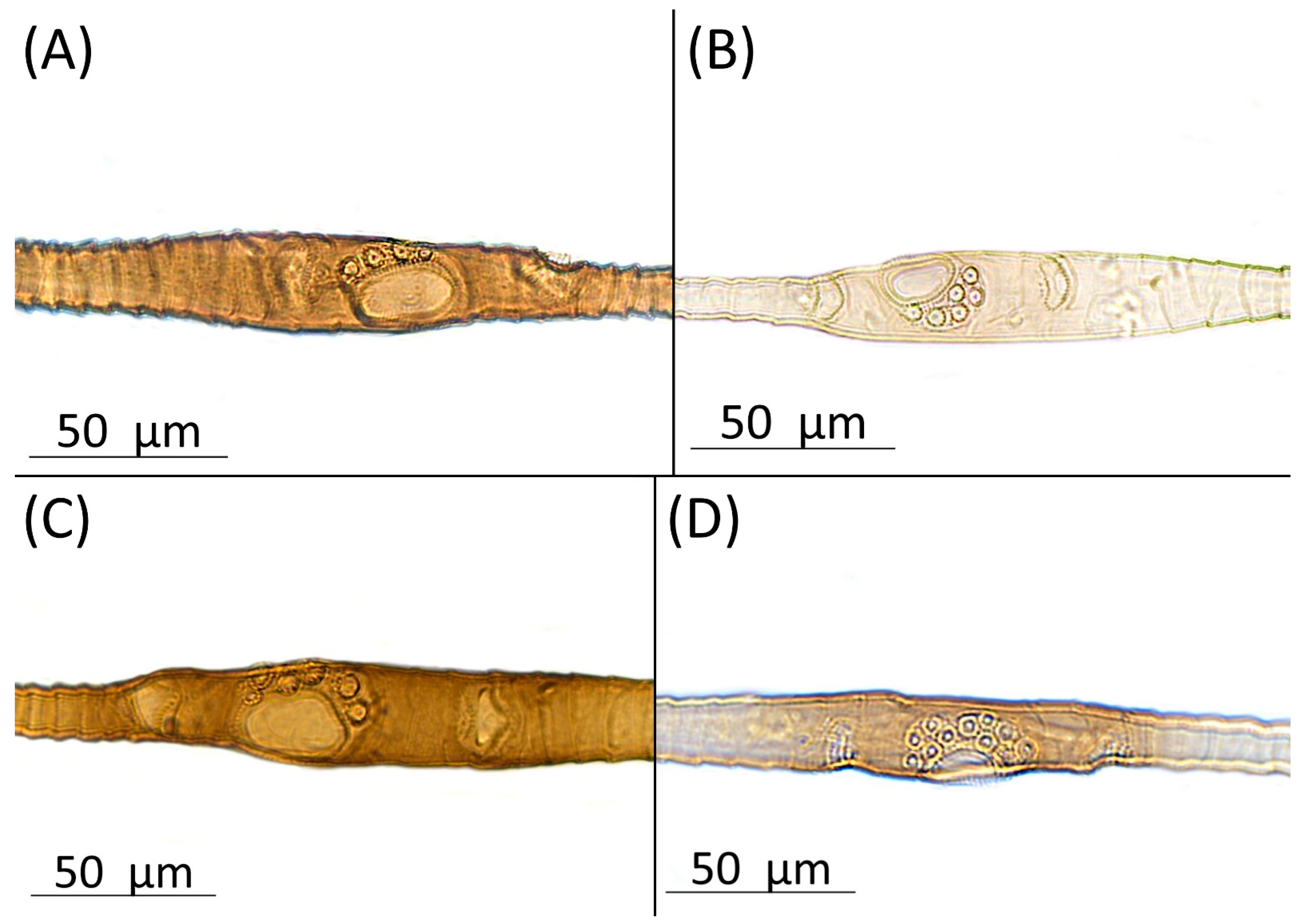 Insects 15 00553 g002 Insects 15 00553 g002