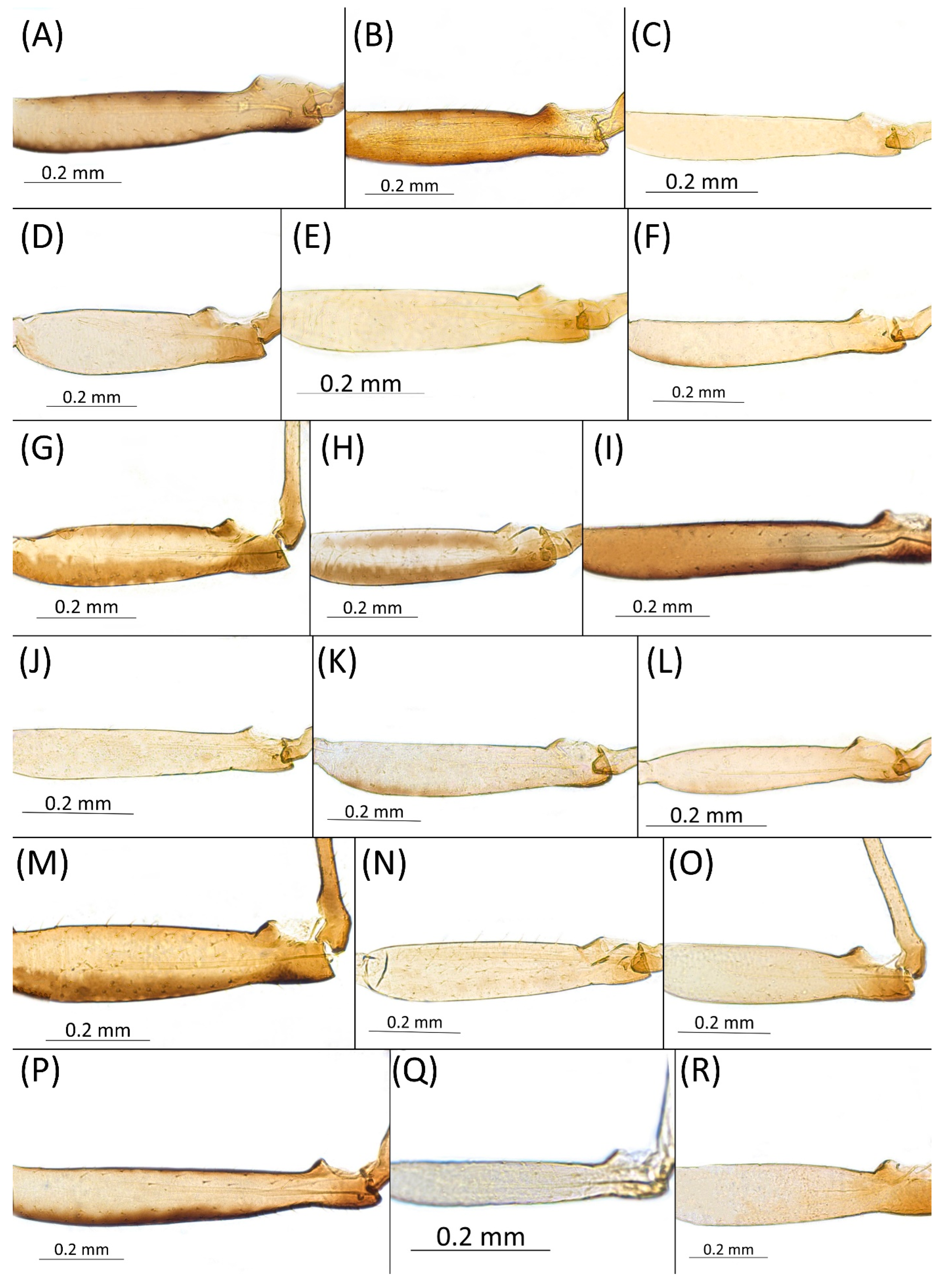 Insects 15 00553 g004 Insects 15 00553 g004