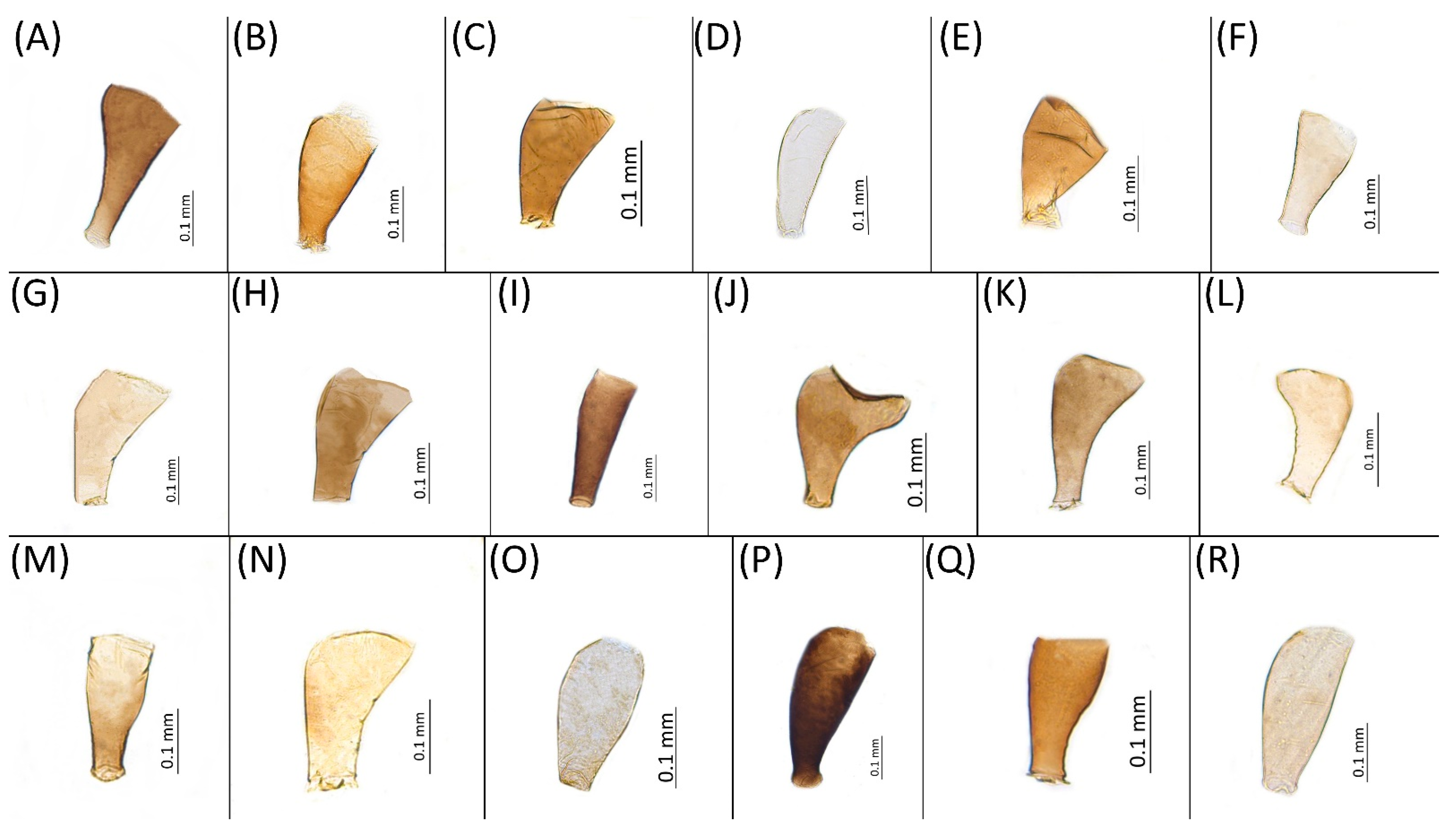 Insects 15 00553 g005 Insects 15 00553 g005