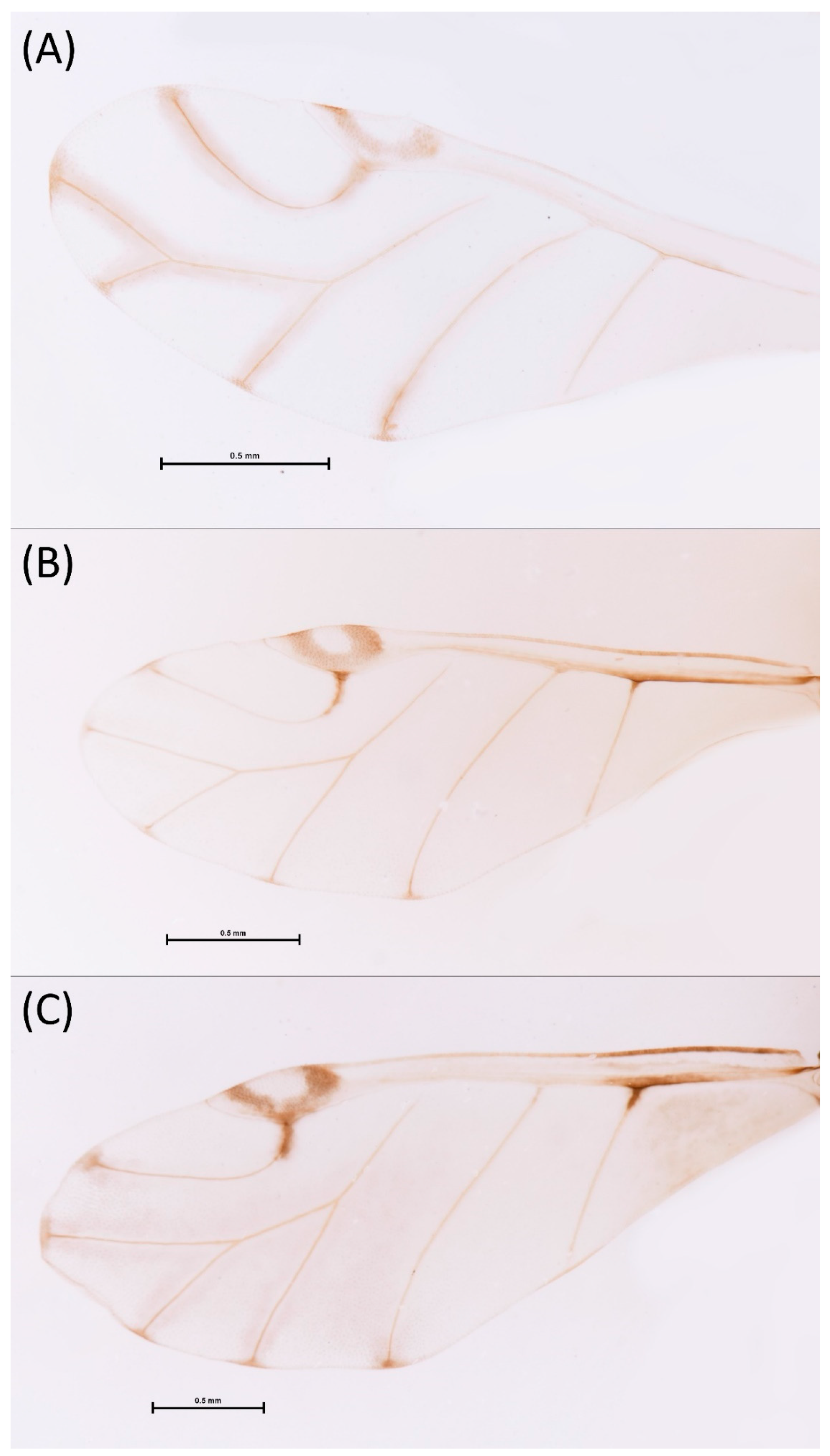 Insects 15 00553 g007 Insects 15 00553 g007