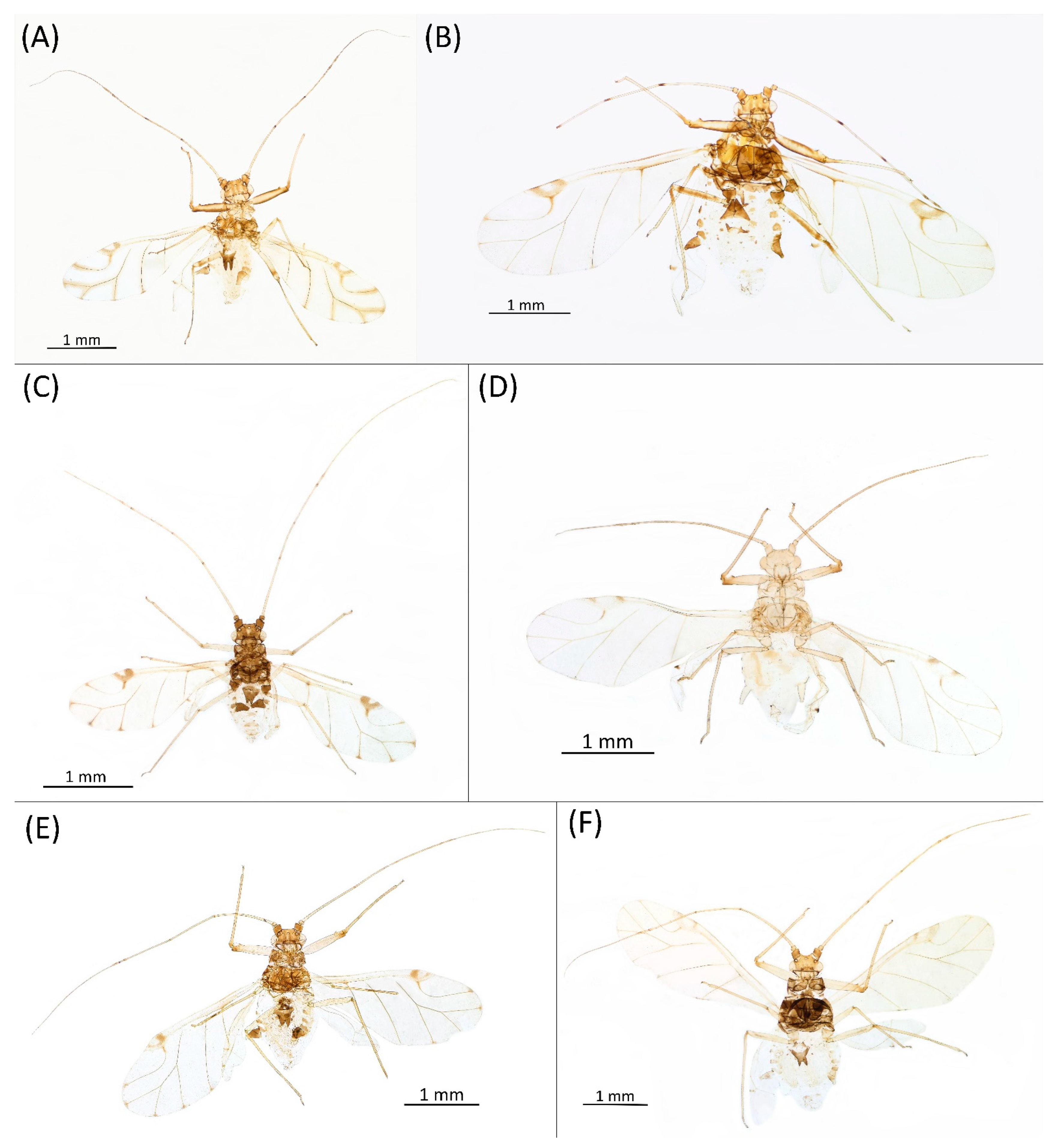 Insects 15 00553 g009 Insects 15 00553 g009