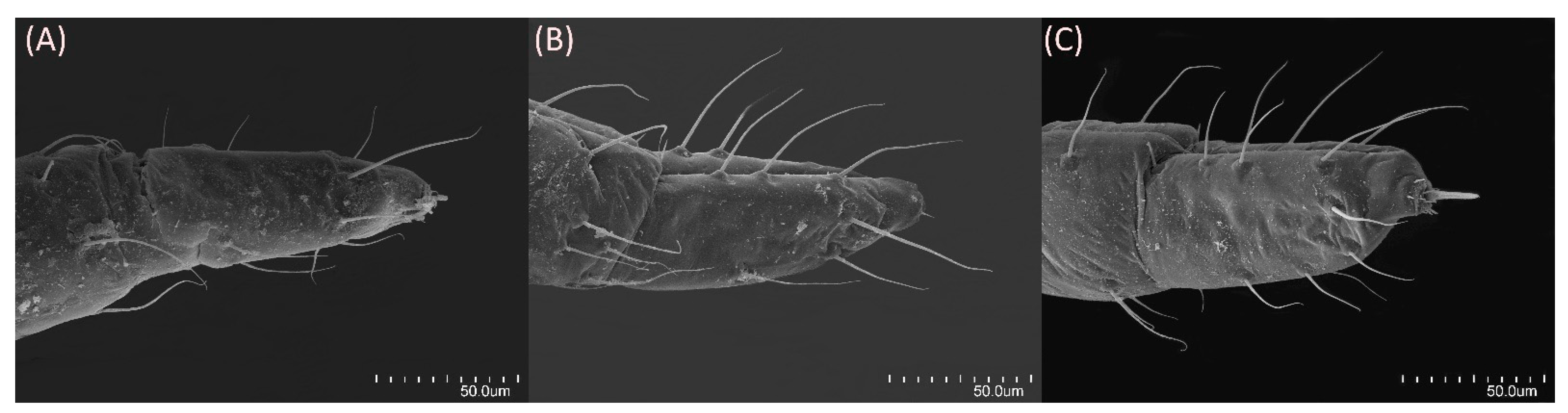 Insects 15 00553 g010 Insects 15 00553 g010