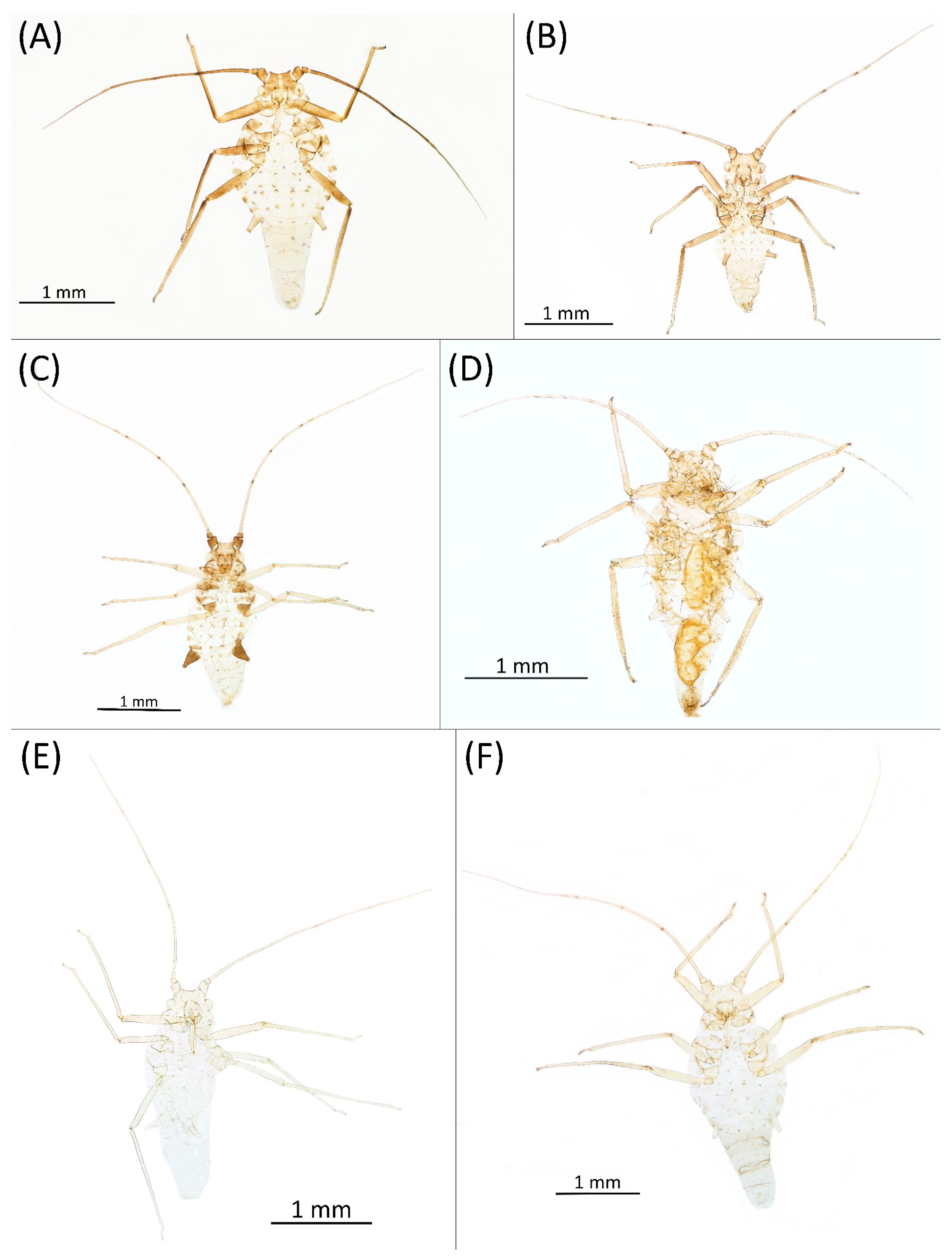 Insects 15 00553 g012 Insects 15 00553 g012
