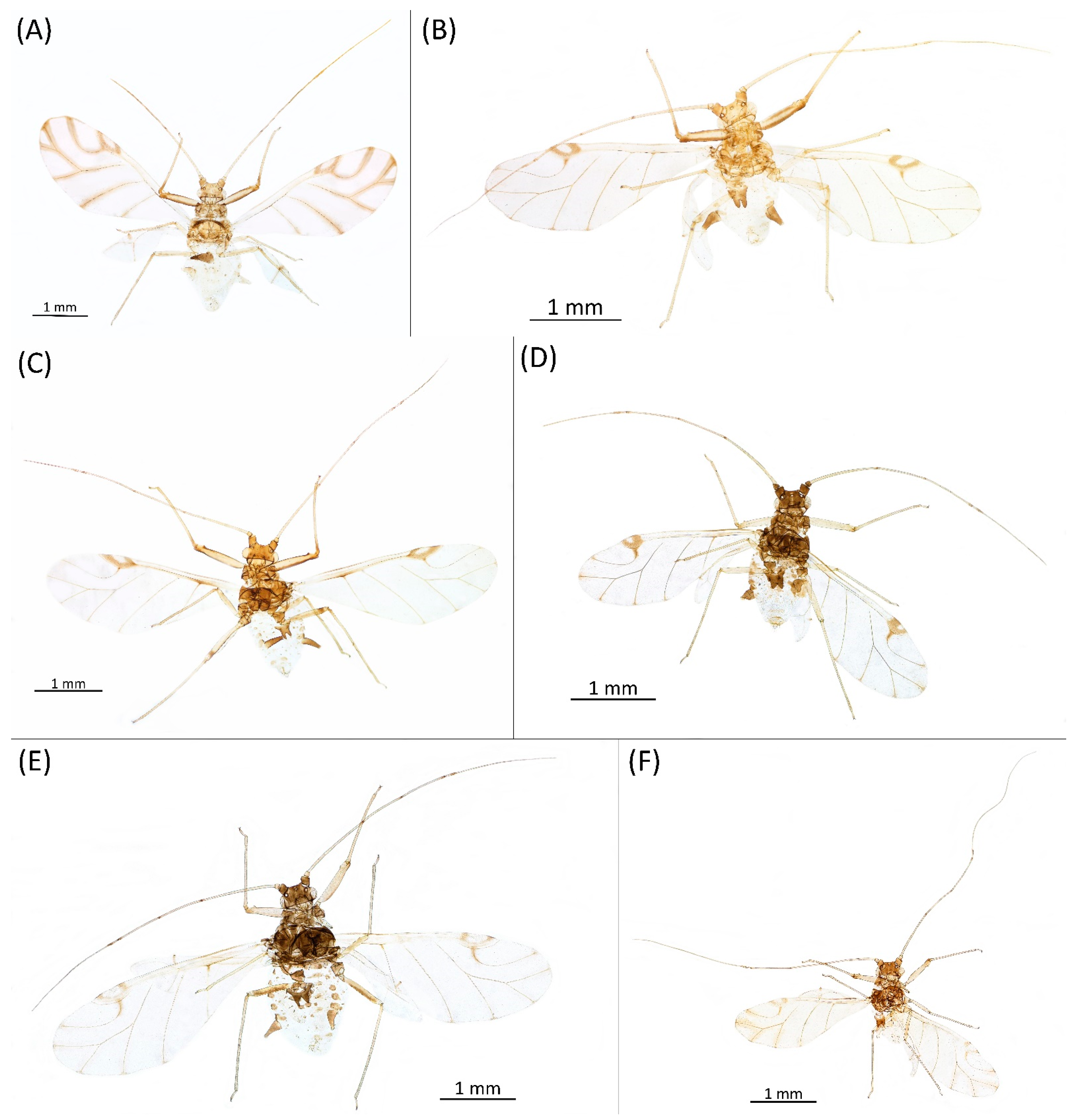 Insects 15 00553 g021 Insects 15 00553 g021