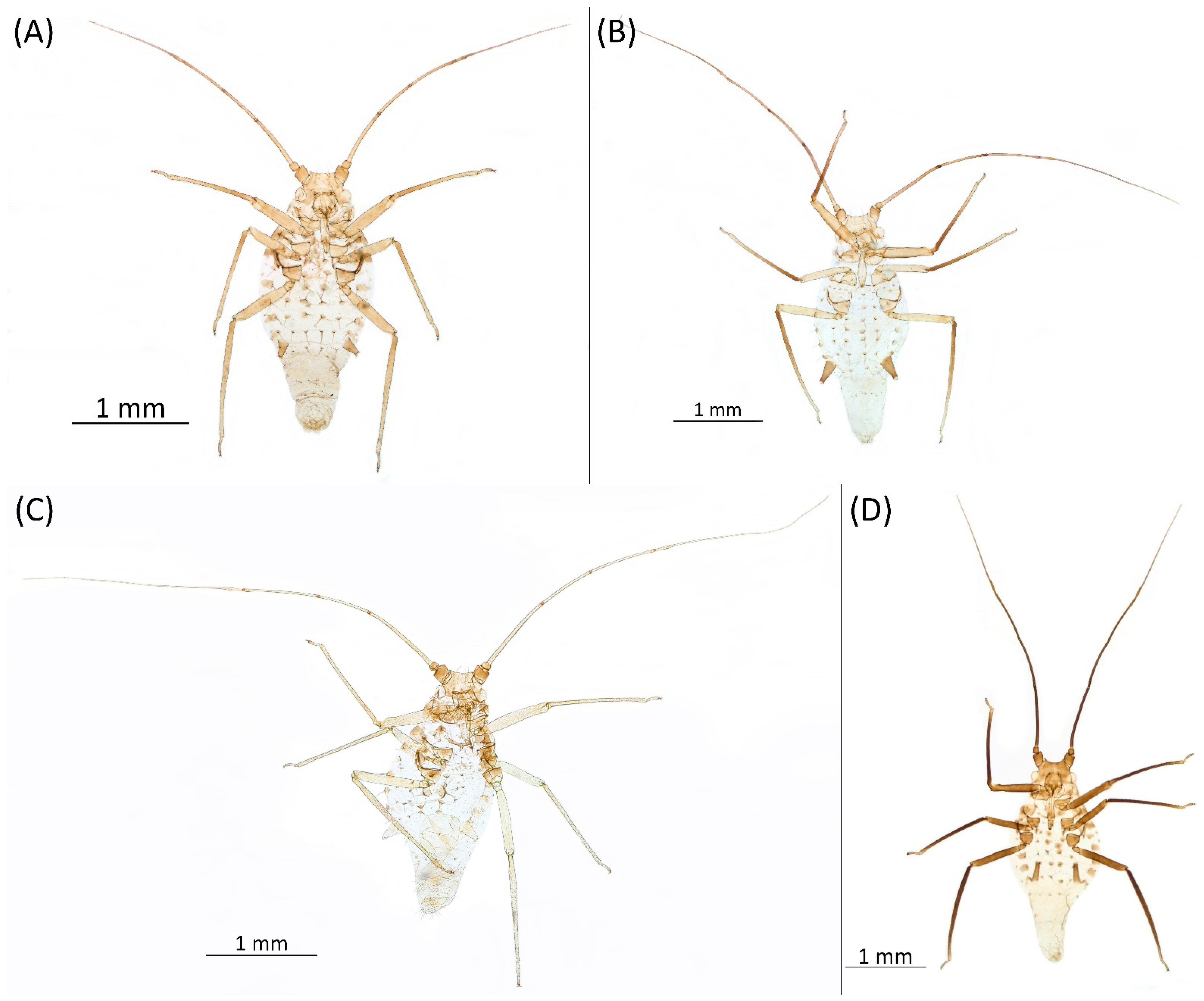 Insects 15 00553 g022 Insects 15 00553 g022
