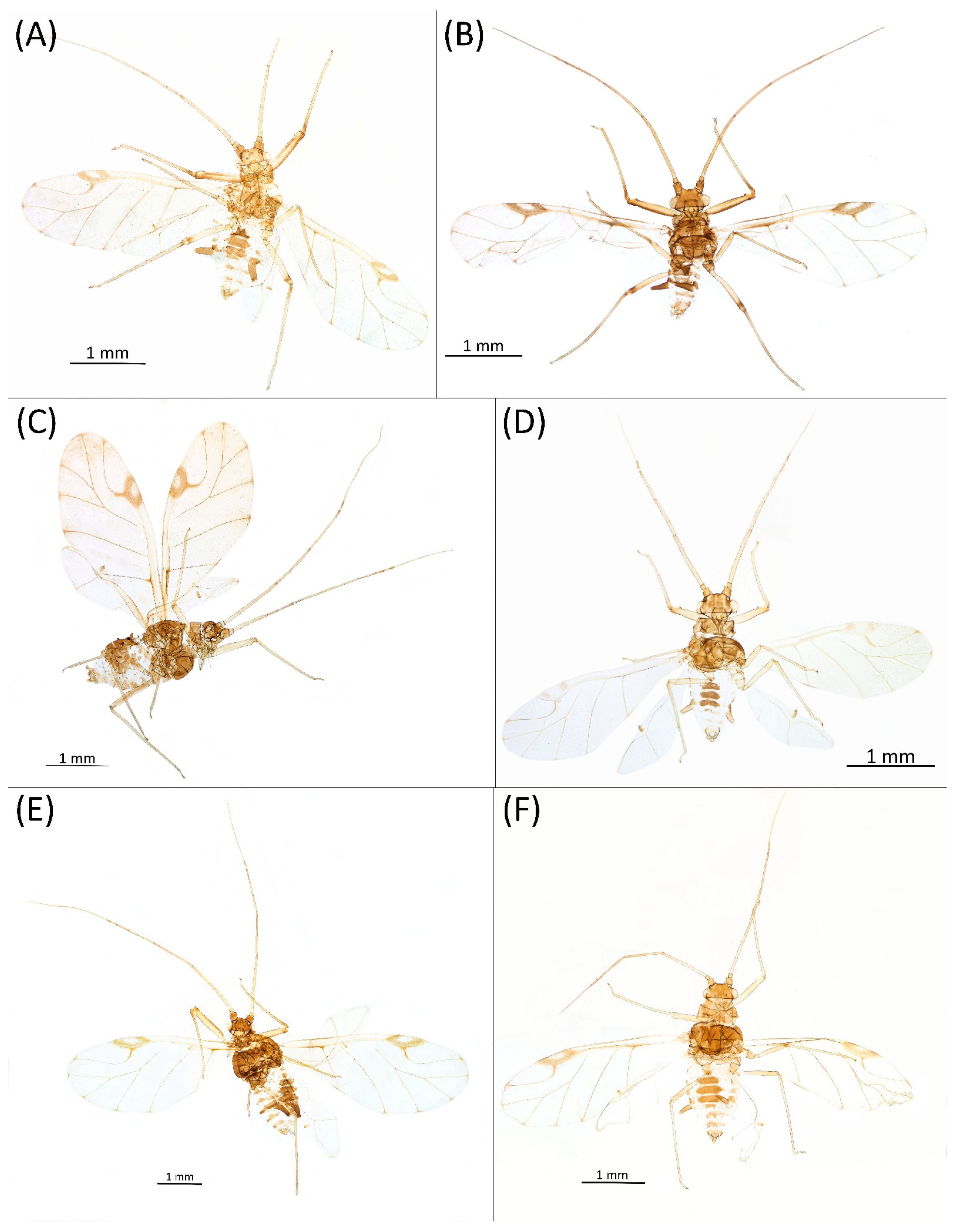 Insects 15 00553 g024 Insects 15 00553 g024
