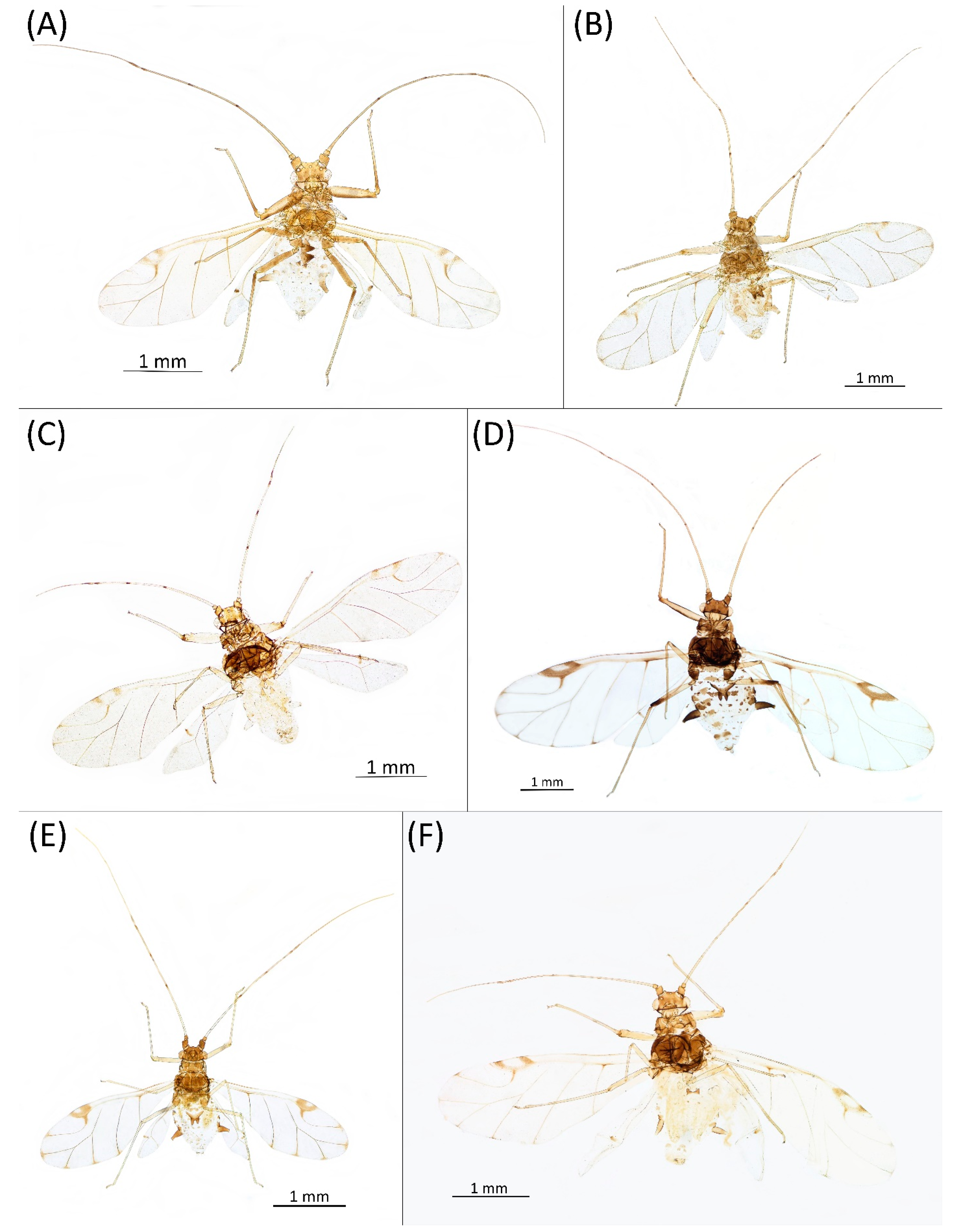 Insects 15 00553 g030 Insects 15 00553 g030
