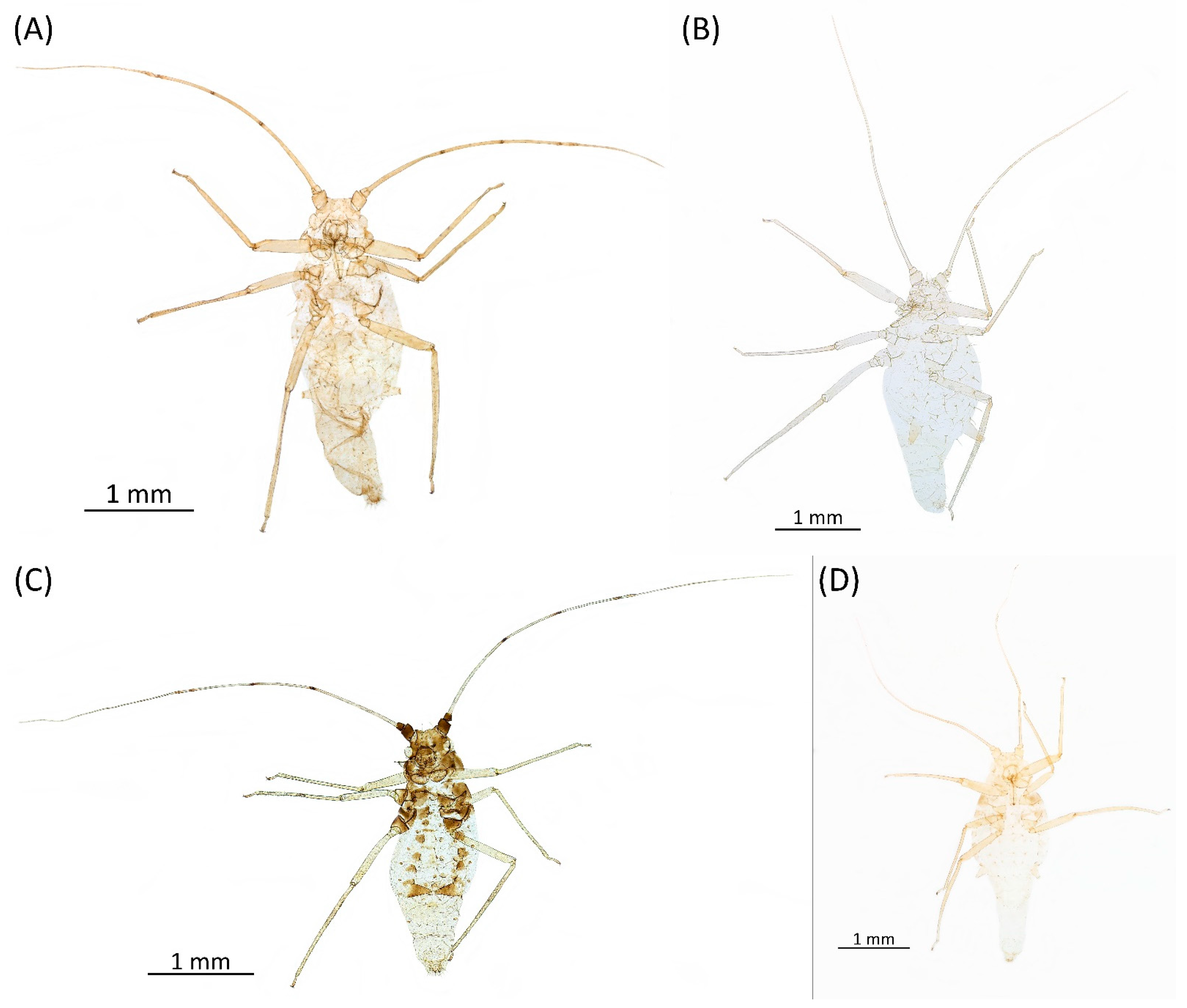 Insects 15 00553 g033 Insects 15 00553 g033