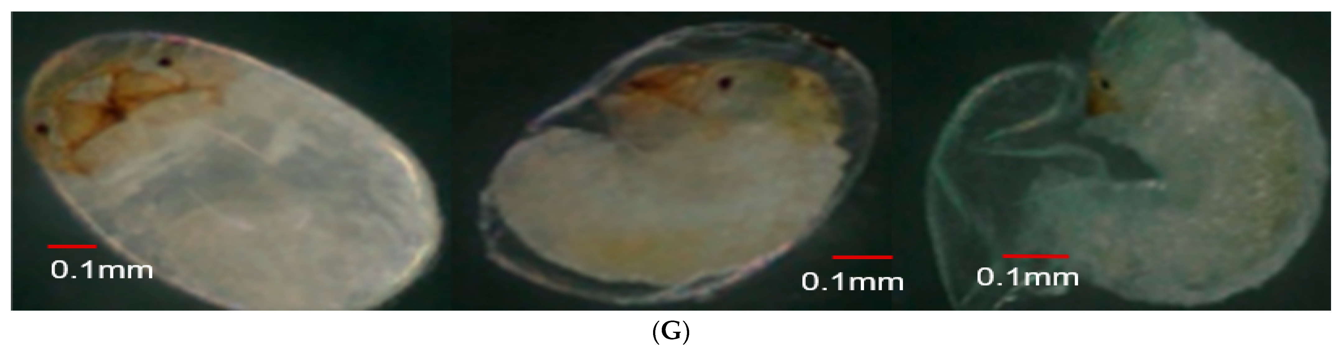 Insects 15 00562 g004c