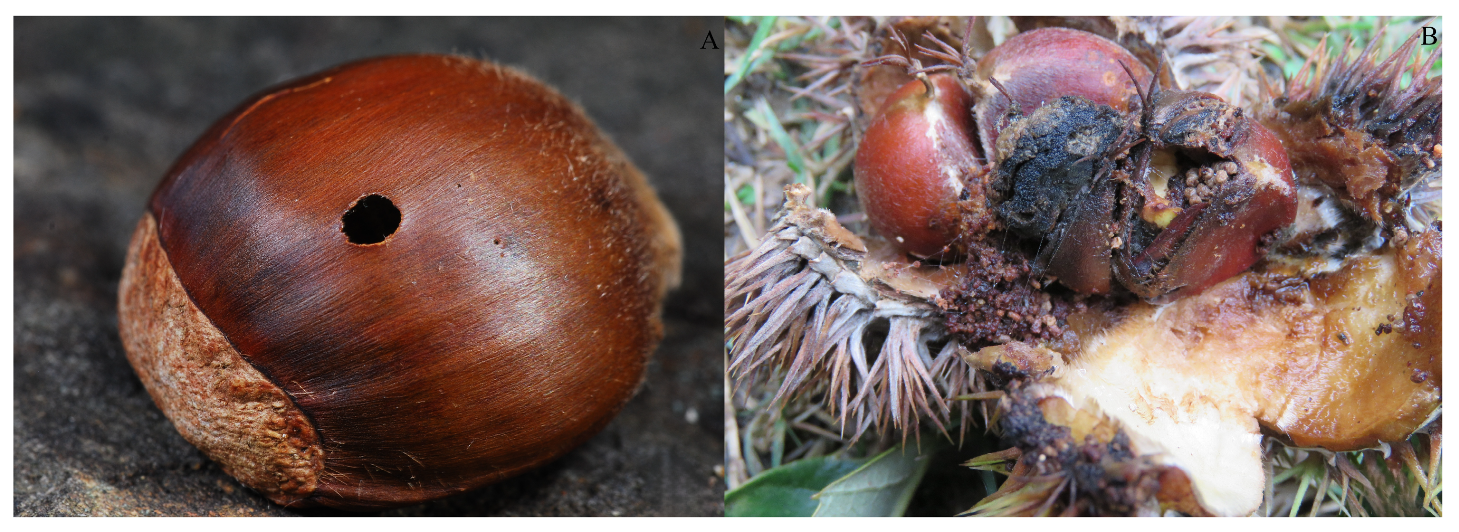 Insects 15 00583 g002