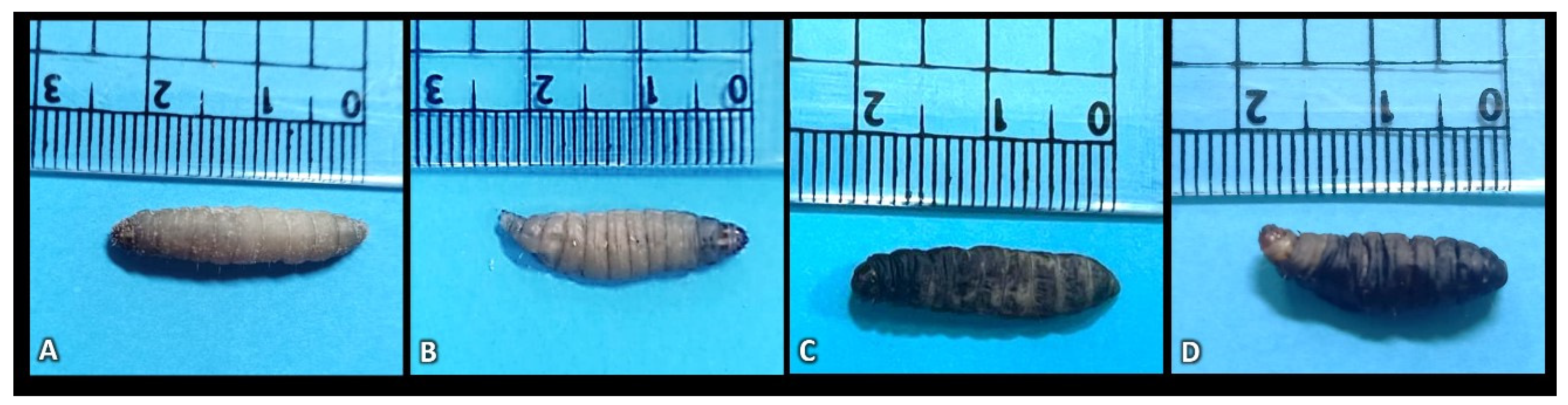 Insects 15 00588 g005 Insects 15 00588 g005