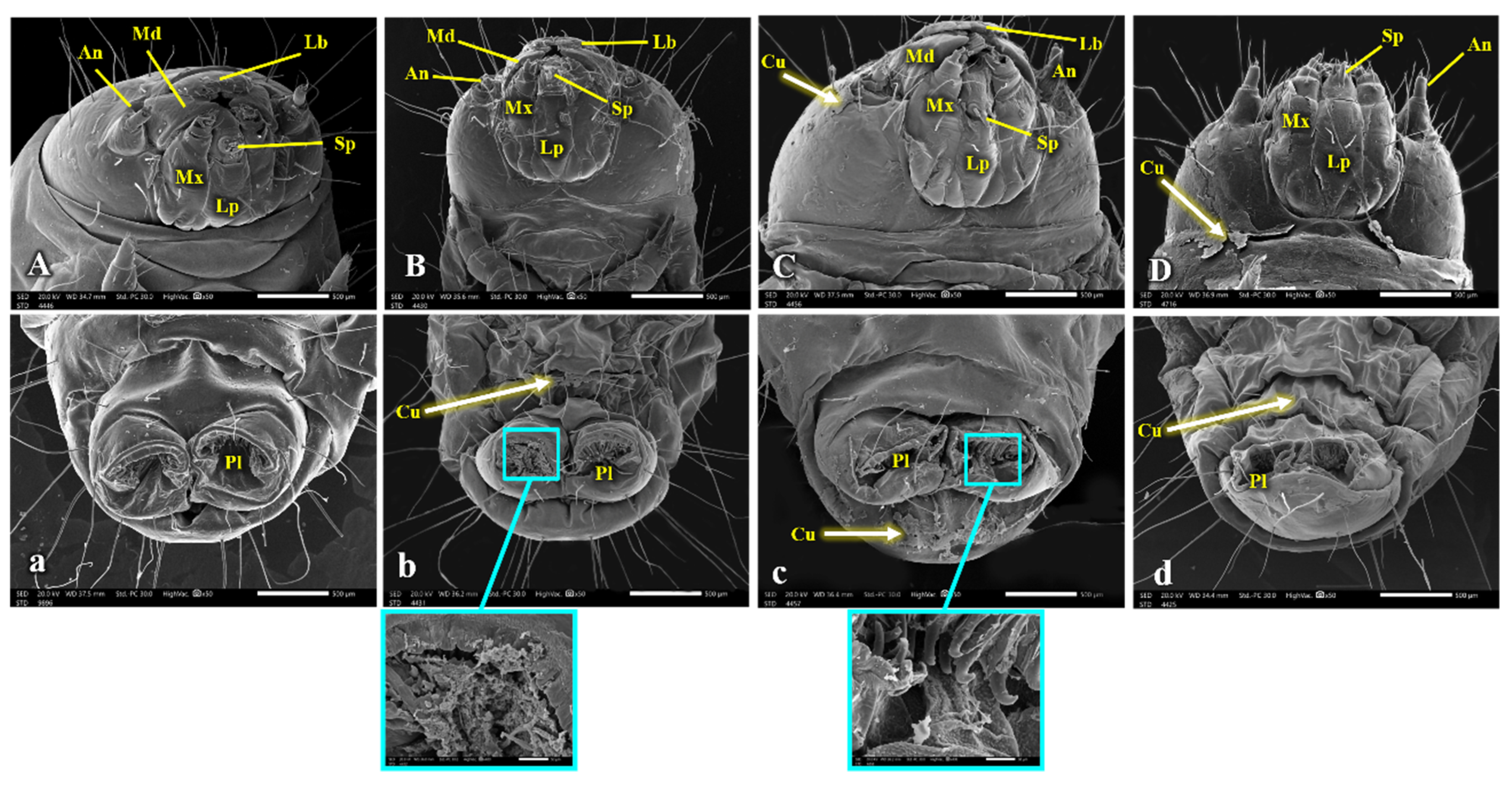 Insects 15 00588 g008 Insects 15 00588 g008