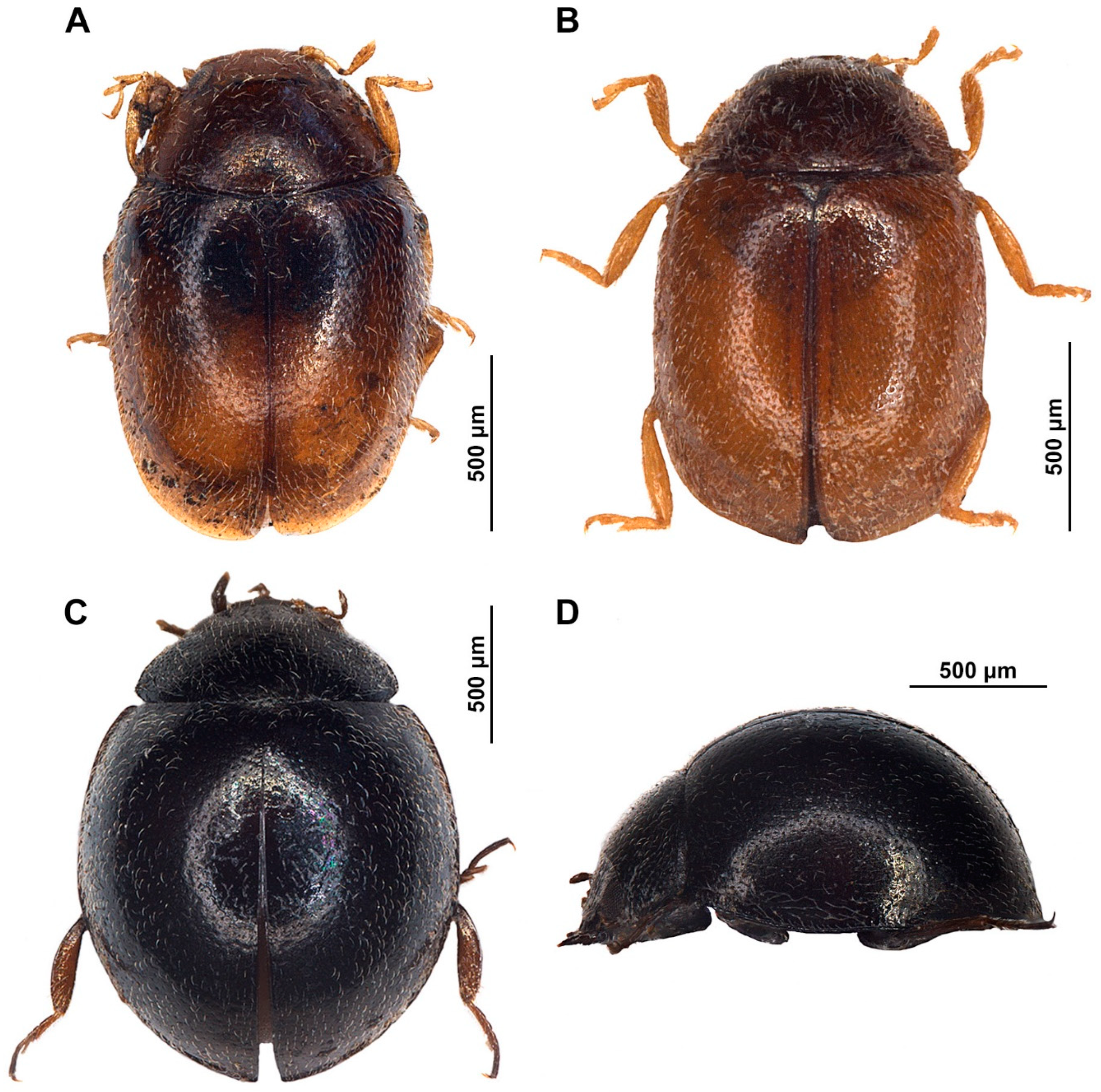 Insects 15 00596 g002