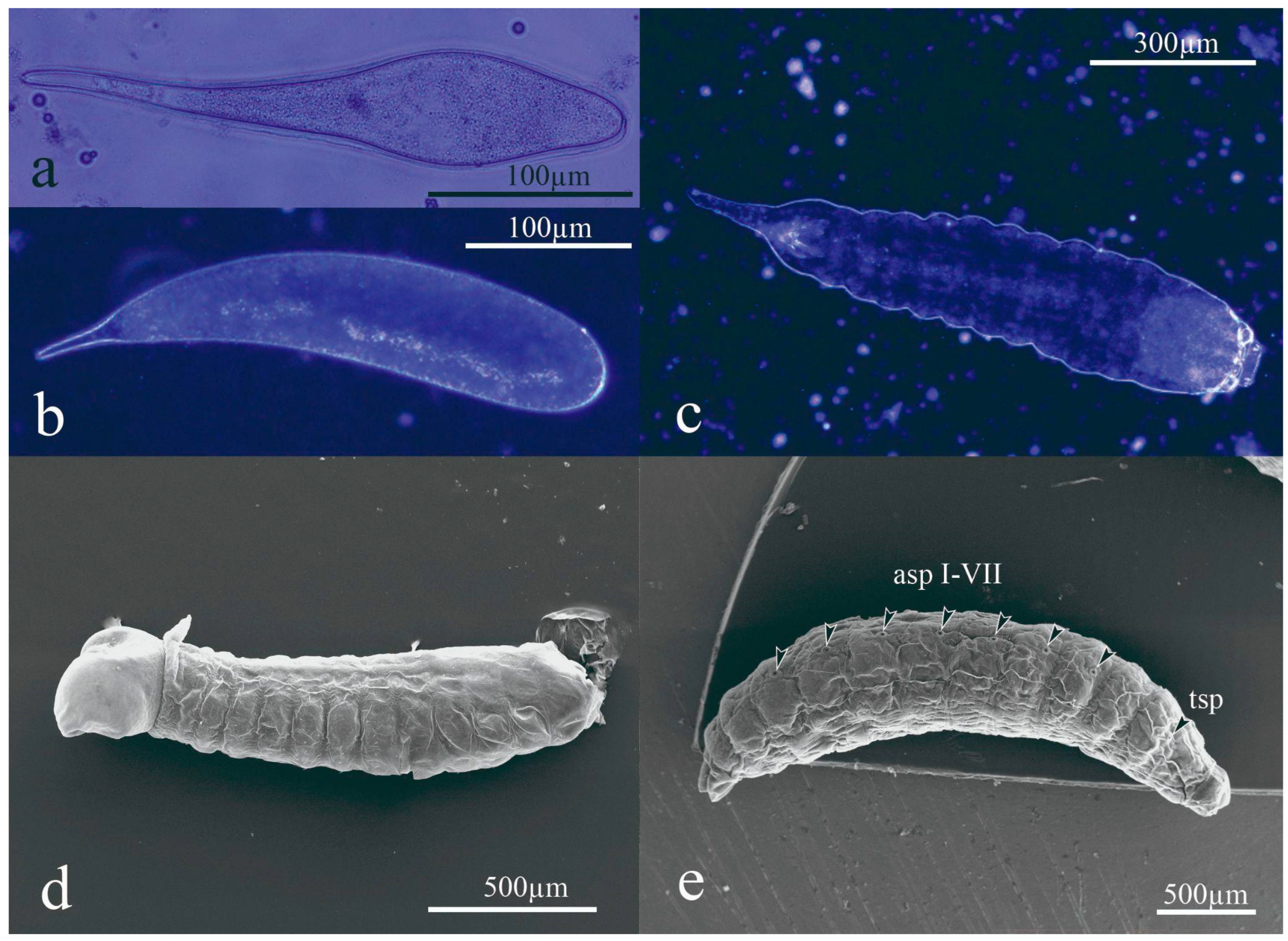 Insects 15 00604 g001