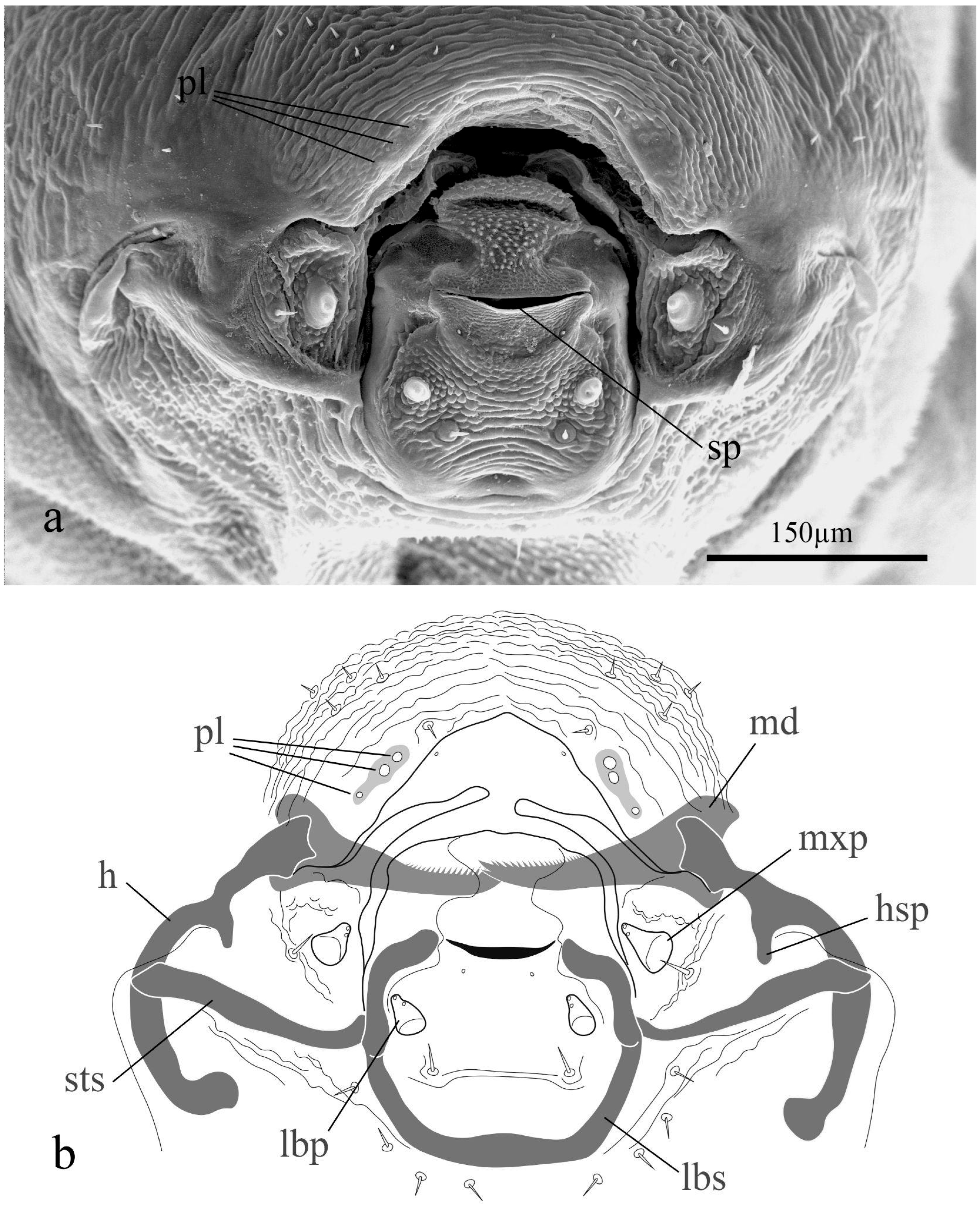 Insects 15 00604 g004