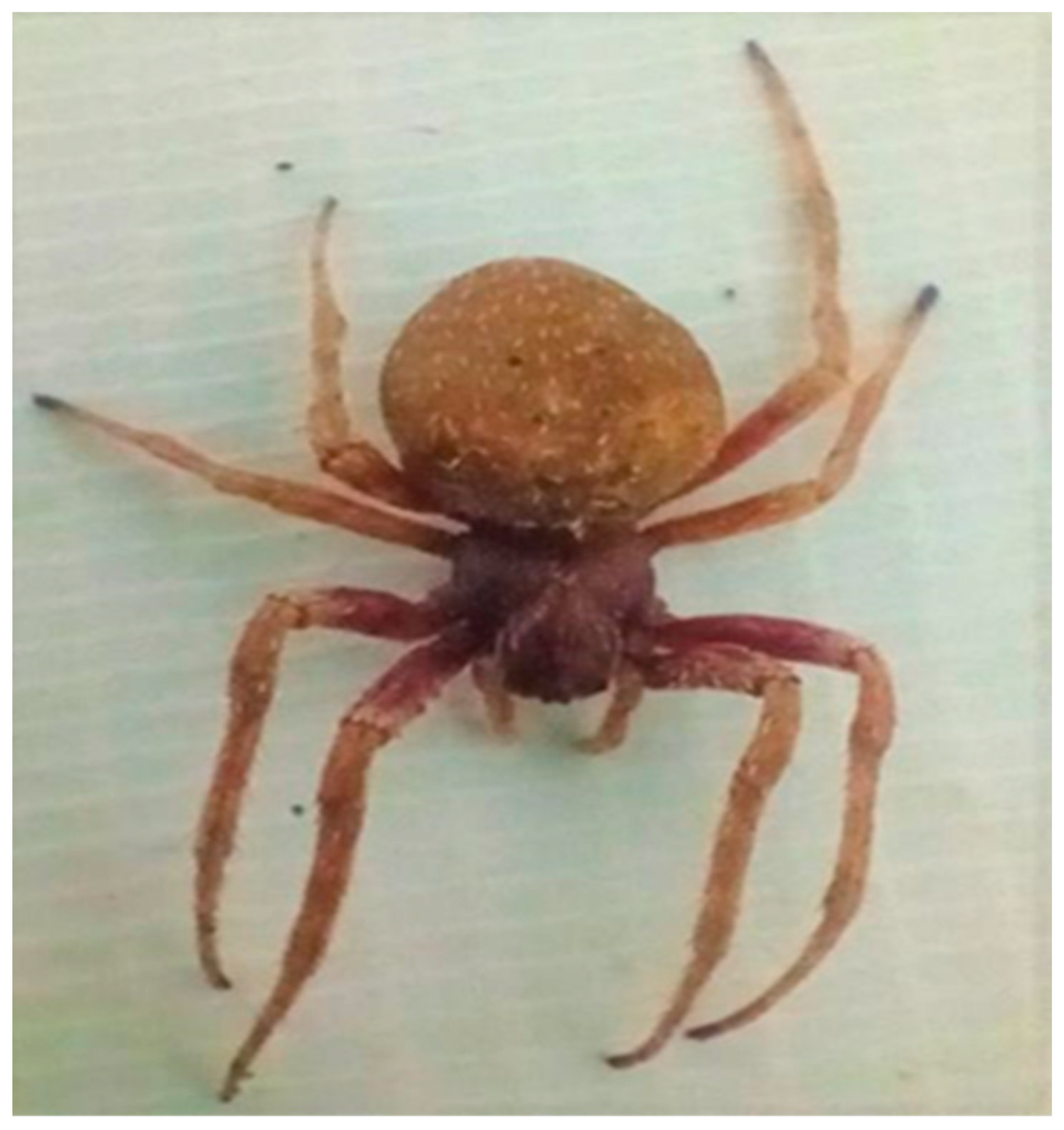 Insects 15 00609 g001