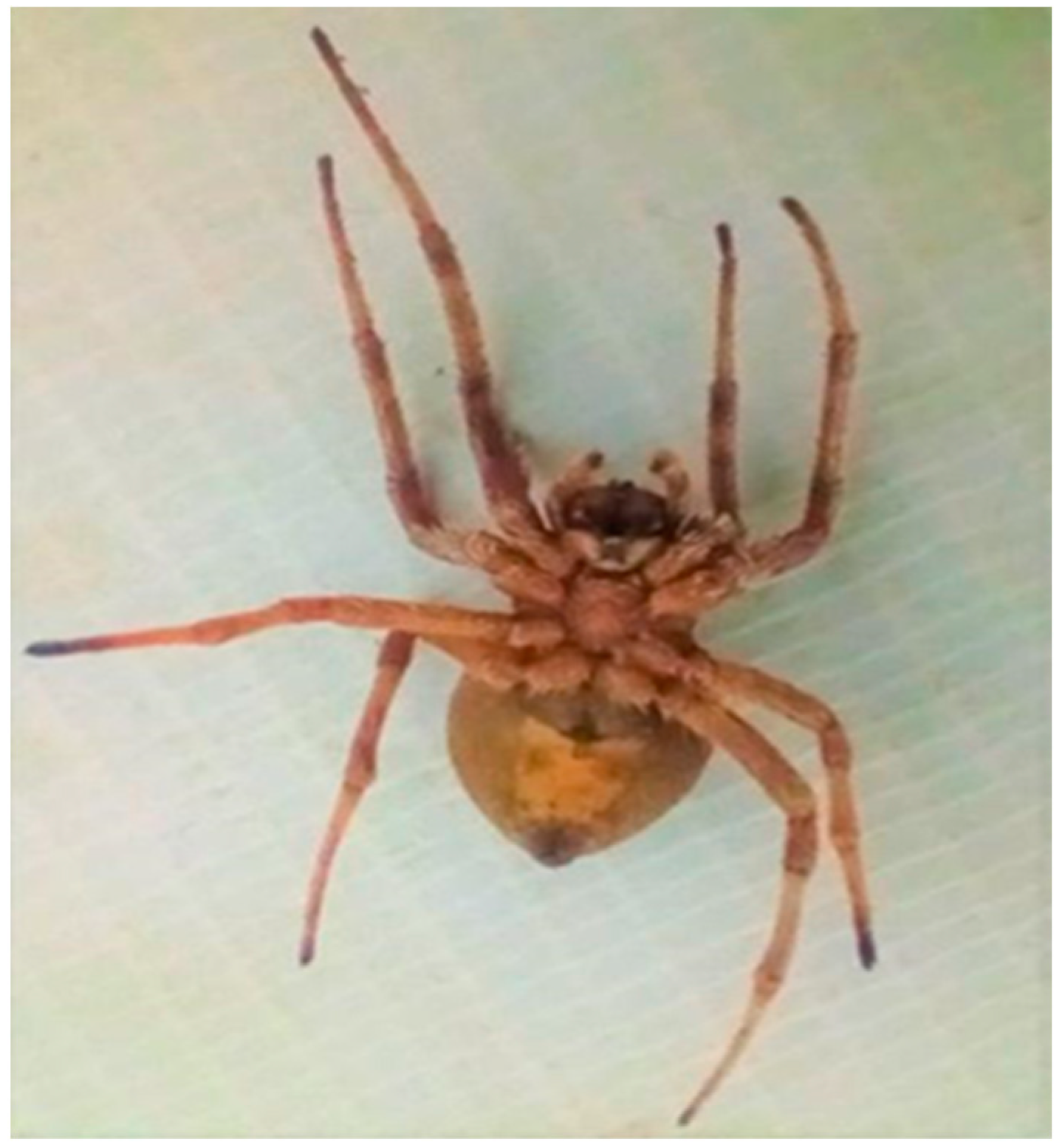 Insects 15 00609 g002