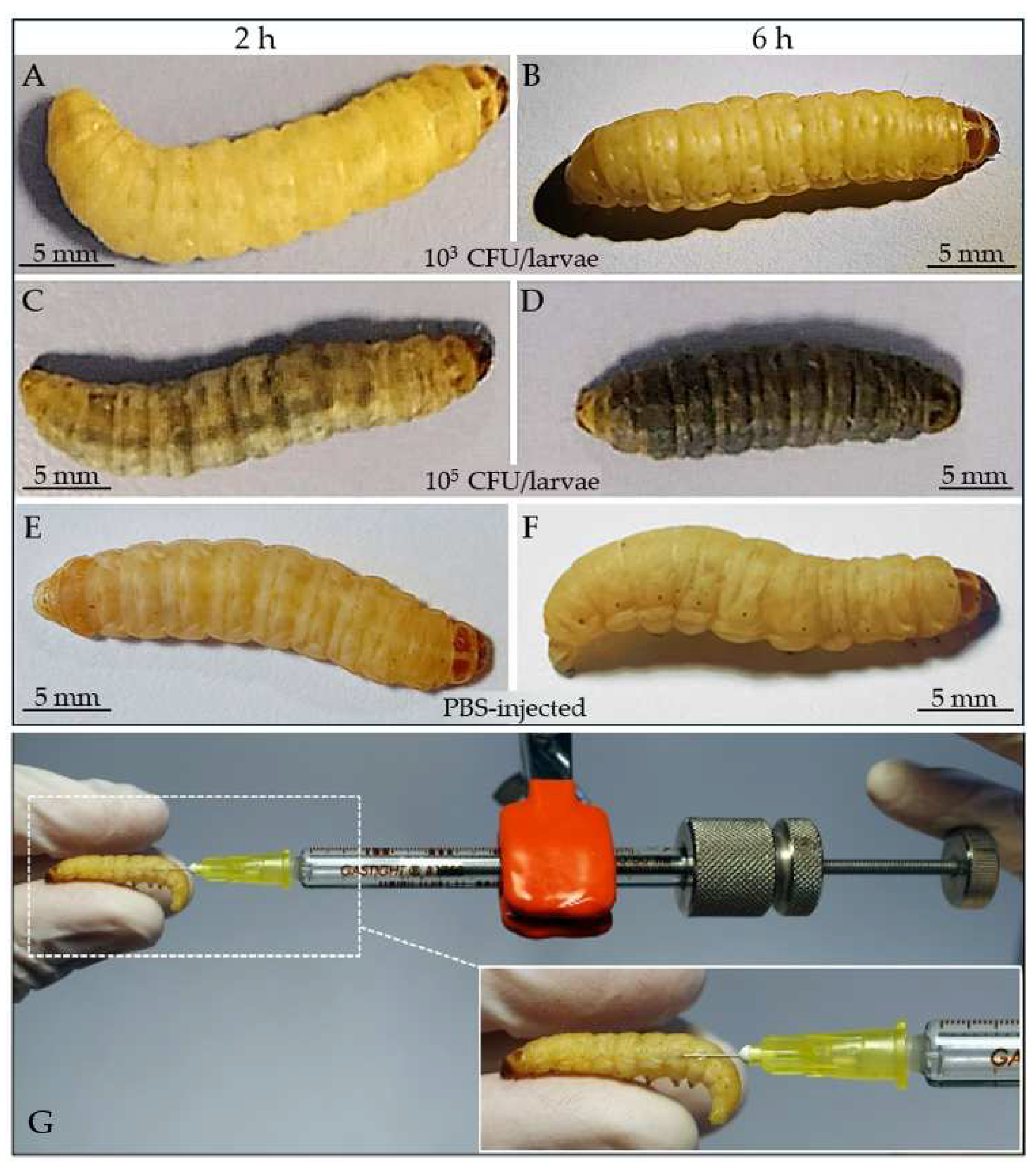 Insects 15 00618 g005