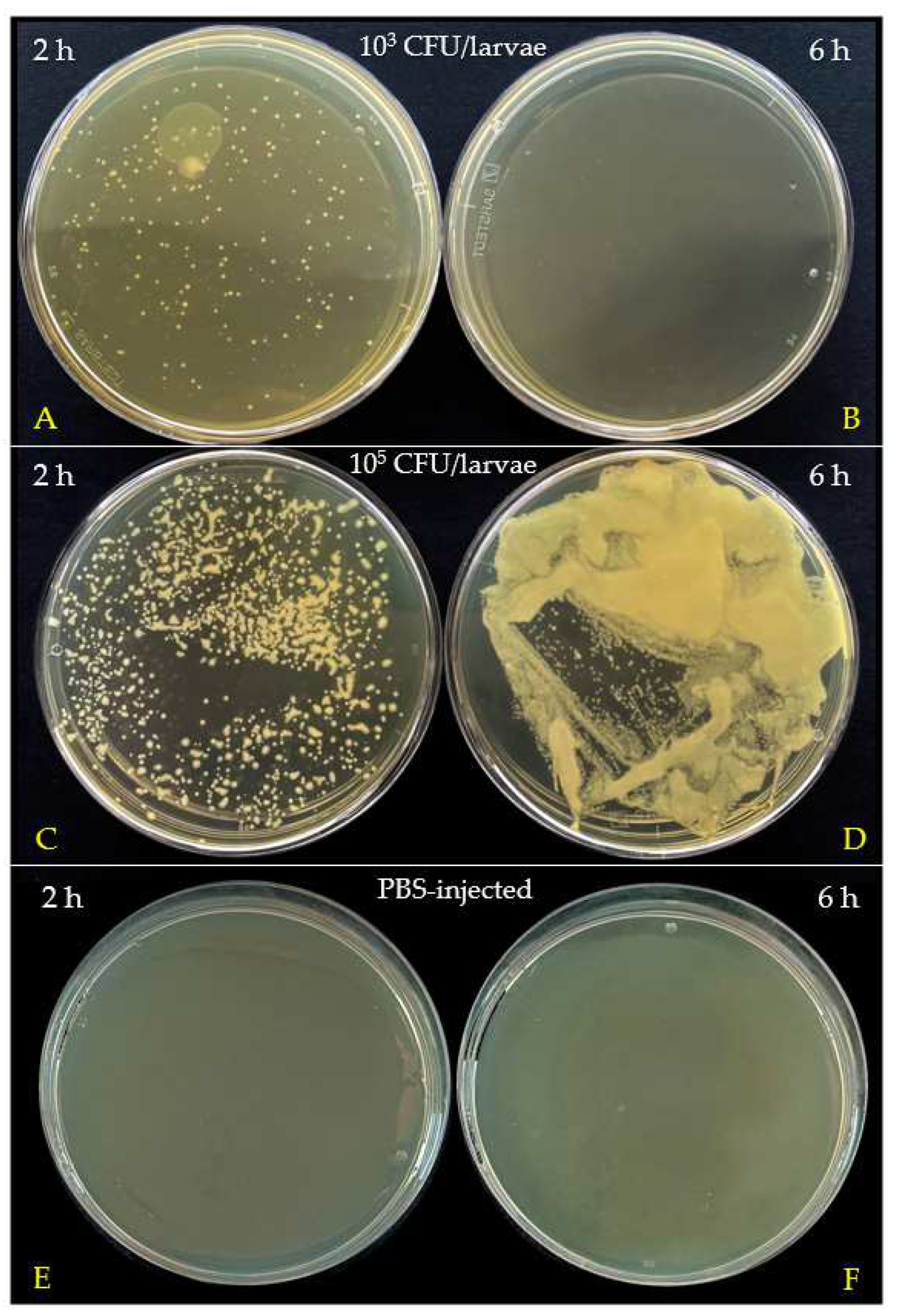 Insects 15 00618 g006