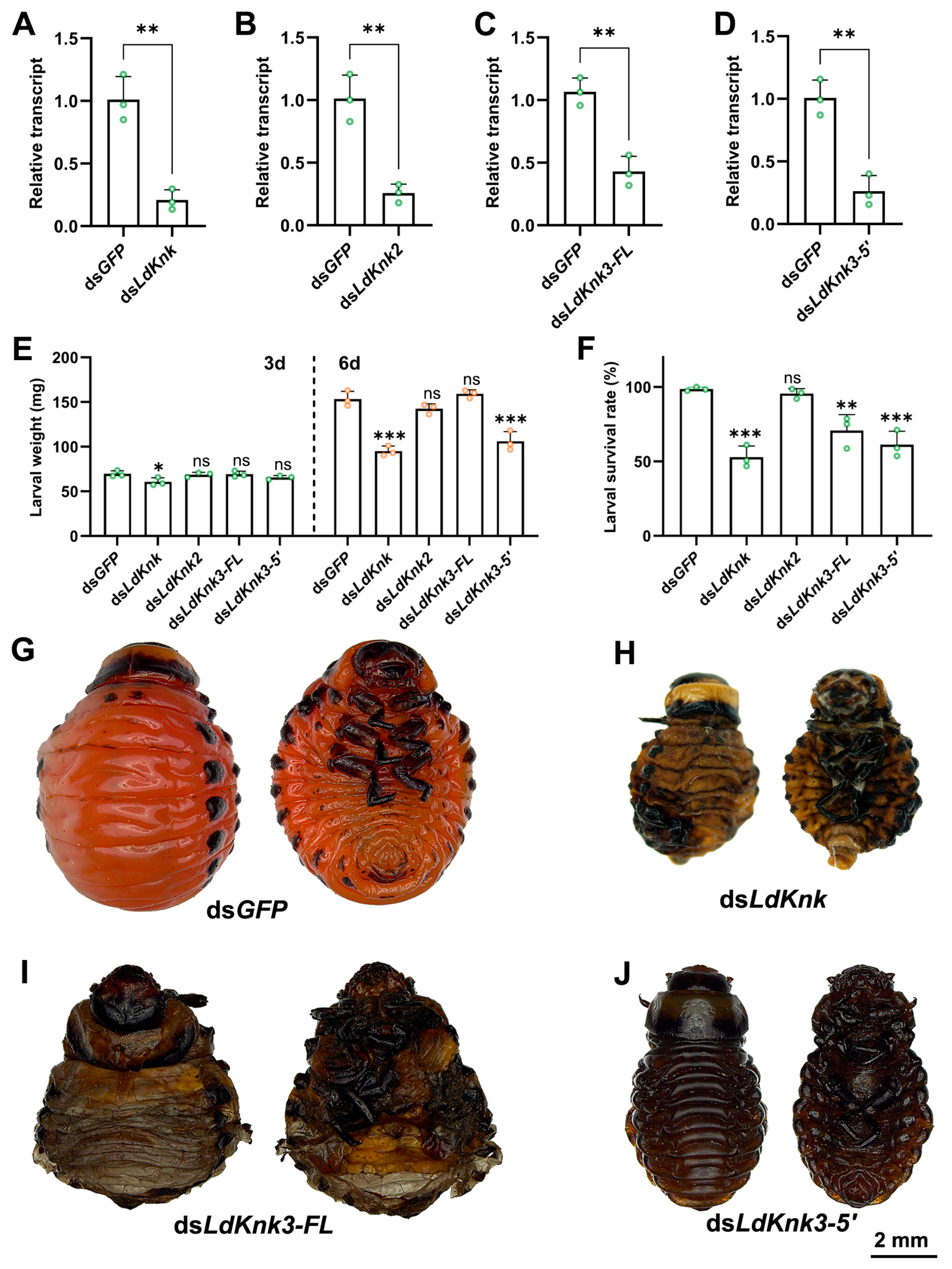 Insects 15 00623 g005