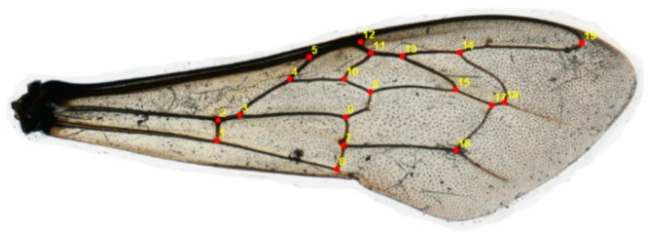 Insects 15 00628 g002